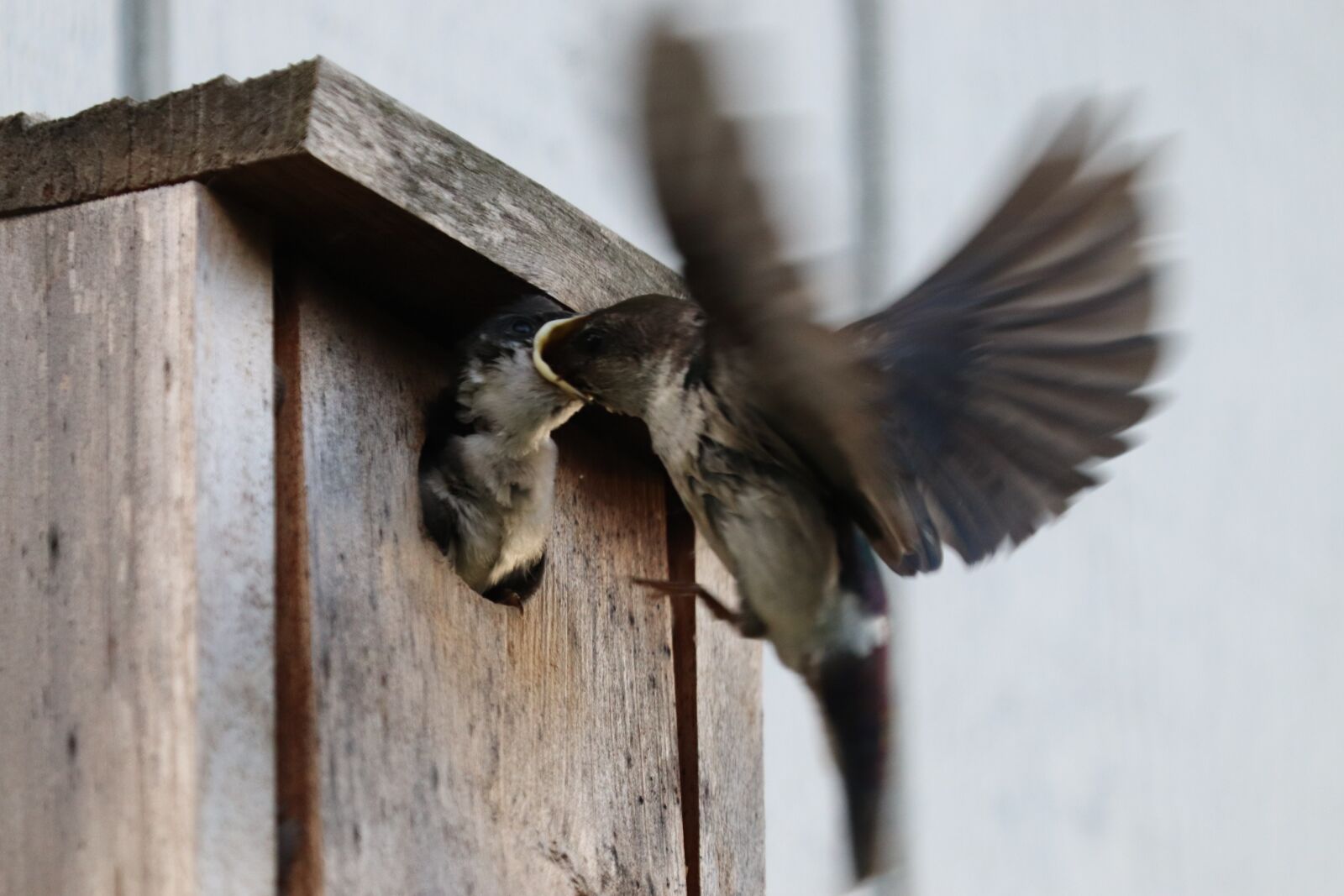 Canon EOS 800D (EOS Rebel T7i / EOS Kiss X9i) sample photo. Birdhouse, bird, feeding photography