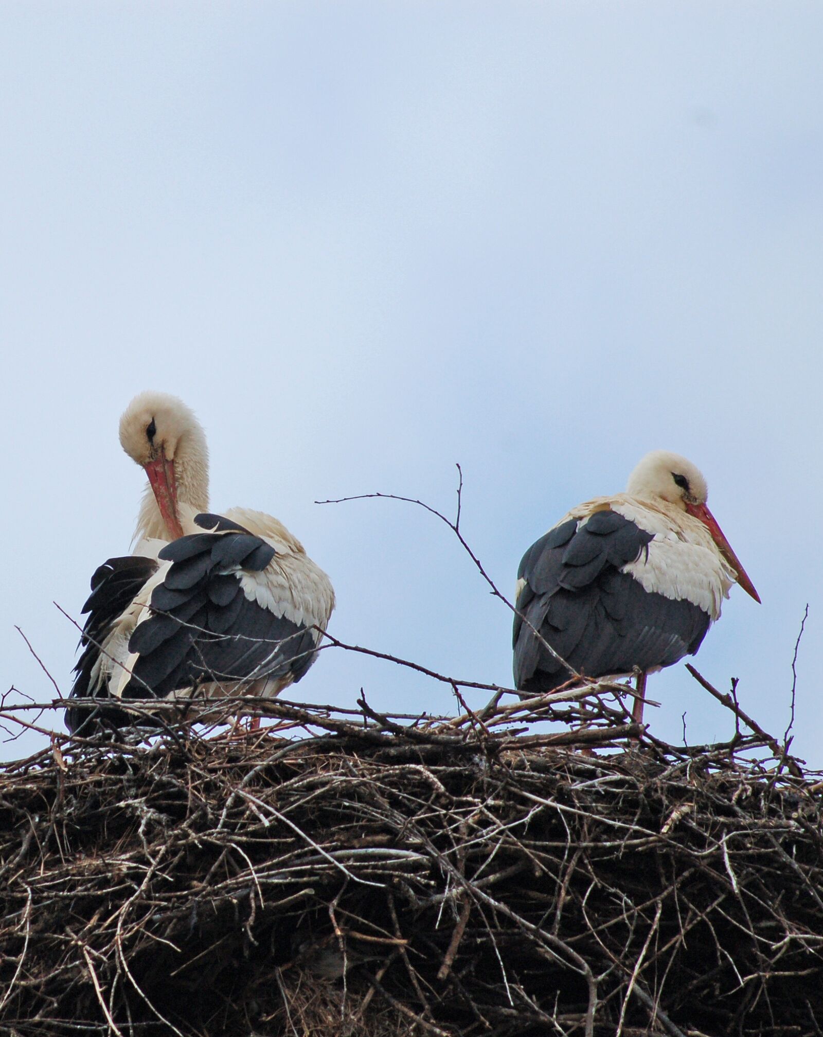 Nikon D50 sample photo. Storks, bulgaria, spring photography