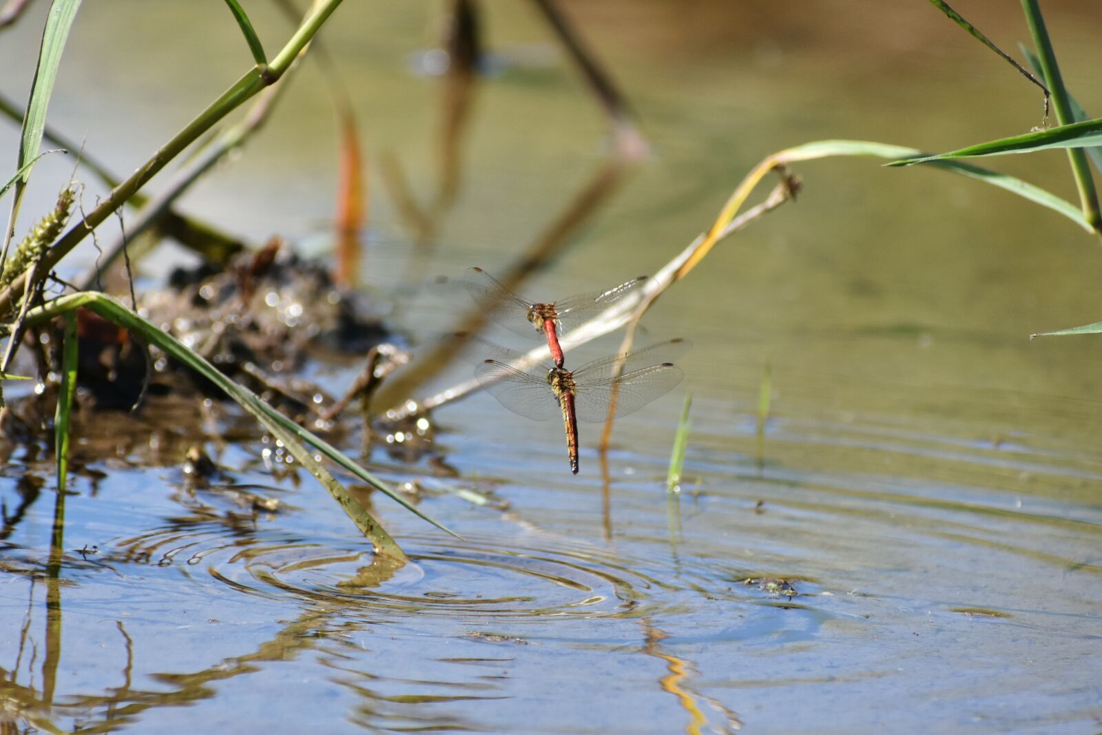 Nikon D7200 sample photo. Natural, landscape, pond photography