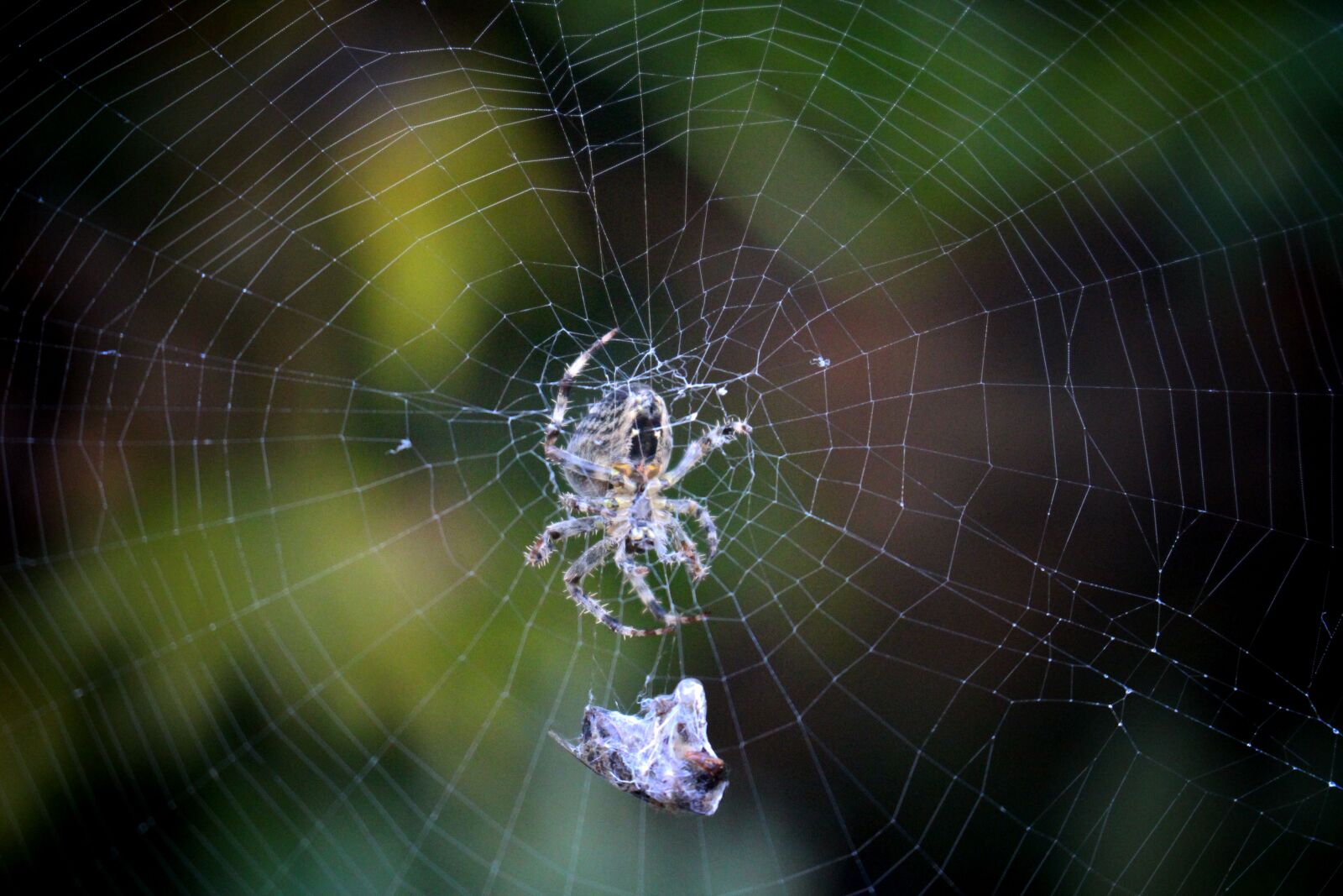 Canon EOS 650D (EOS Rebel T4i / EOS Kiss X6i) + Canon EF-S 18-55mm F3.5-5.6 IS STM sample photo. Spider, web, nature photography