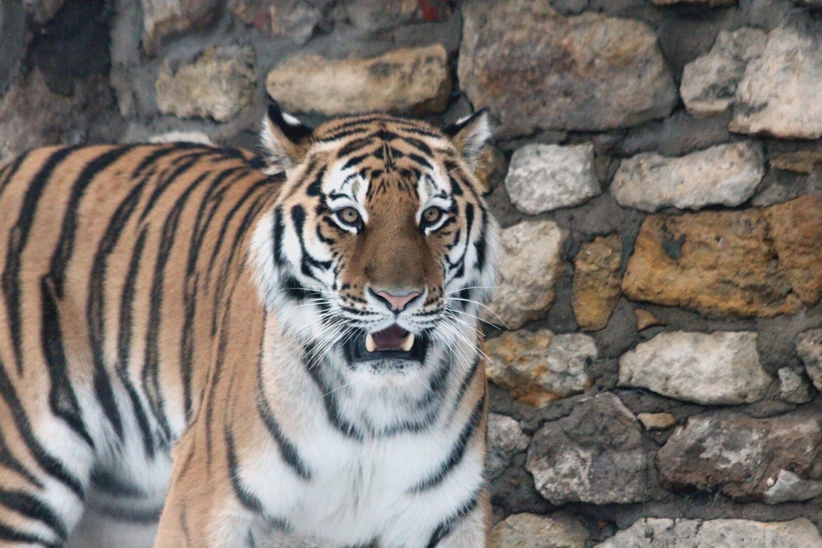Canon EOS 650D (EOS Rebel T4i / EOS Kiss X6i) sample photo. Amur tiger, tiger, predator photography