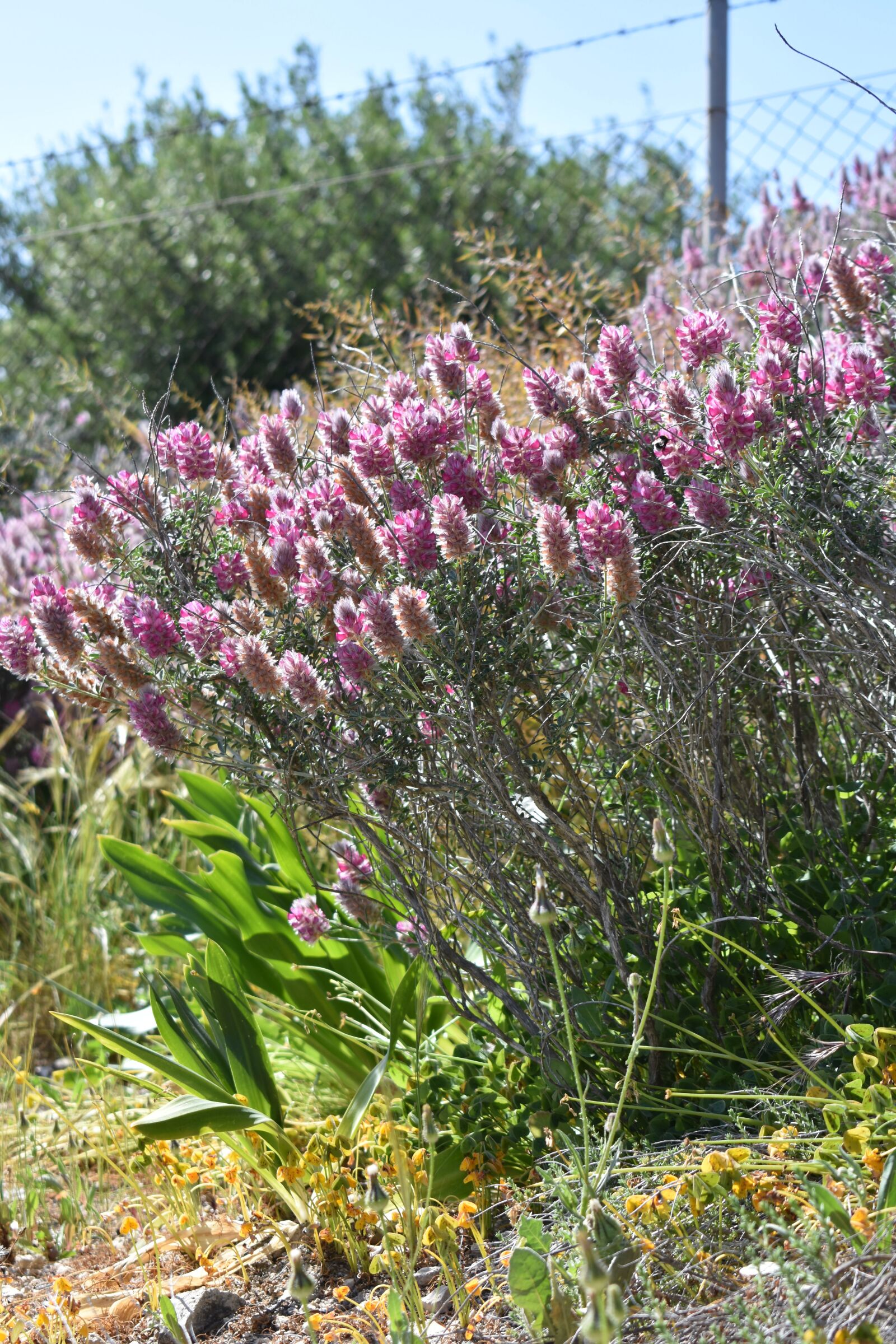 Nikon D3400 sample photo. Plant, flower, flowers photography