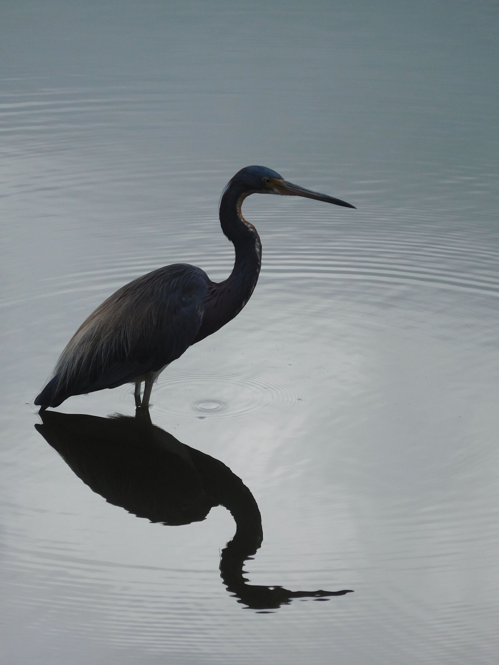Nikon Coolpix S7000 sample photo. Bird, heron, wild photography