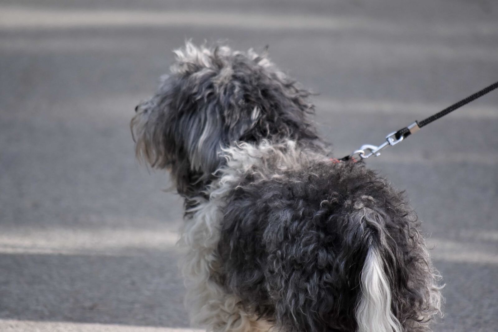 Nikon D5500 sample photo. Dog, grey, pavement, street photography