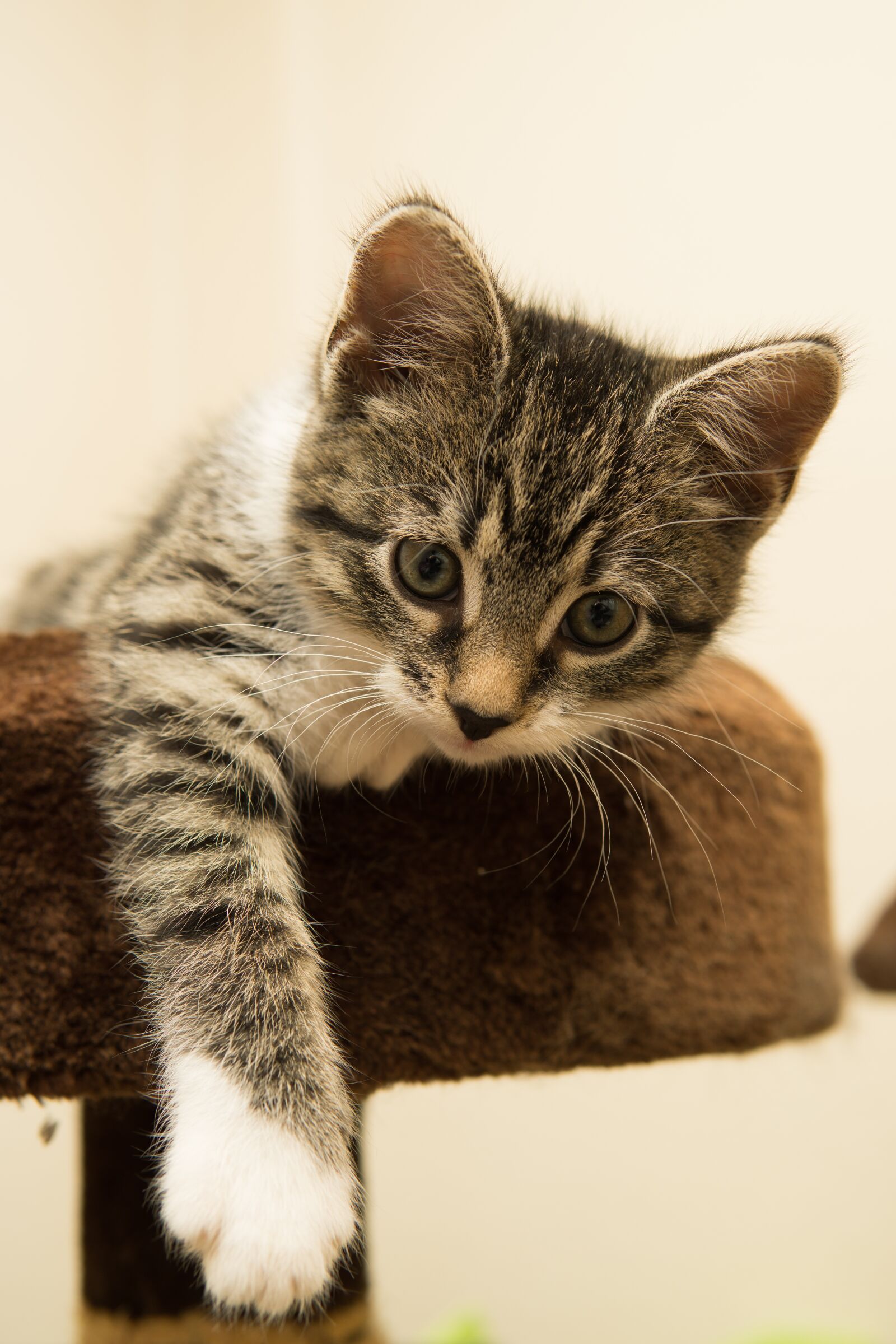 30mm F1.4 DC DN | Contemporary 016 sample photo. Cat, small, mackerel photography