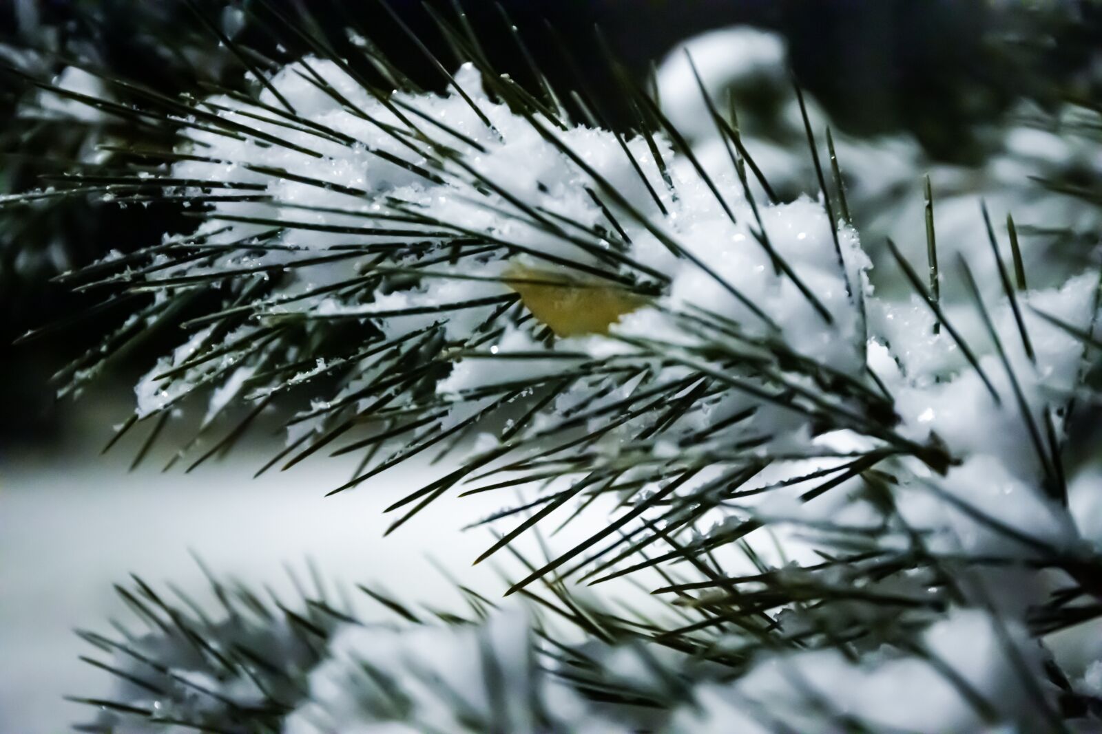 Canon EOS 6D Mark II + Canon EF 24-70mm F4L IS USM sample photo. Snow, pine, leaf photography