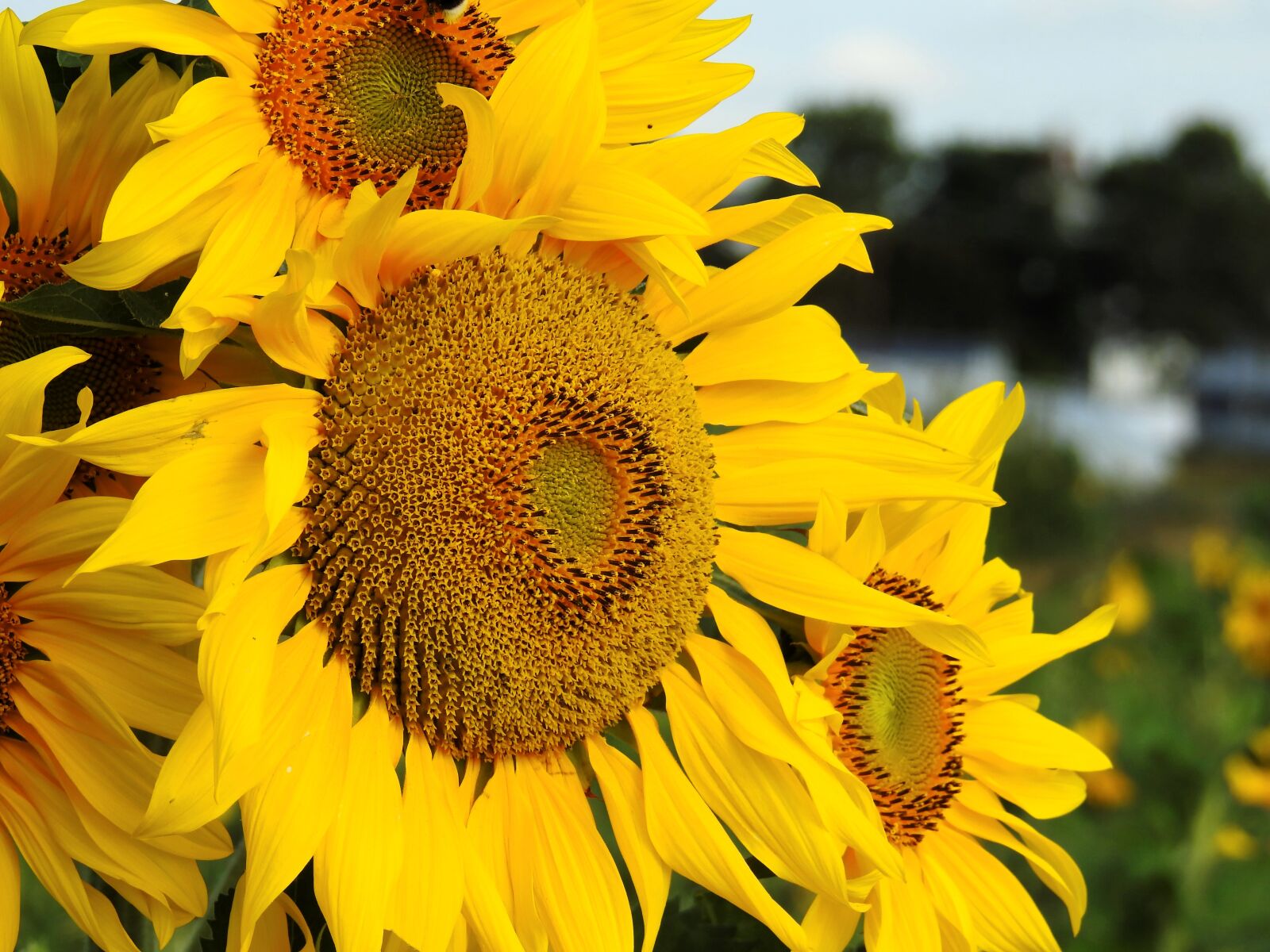 Nikon Coolpix P900 sample photo. Flower, sunflower, yellow photography
