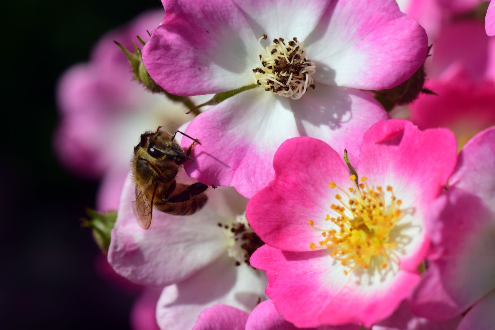 Nikon D3300 sample photo. Wild rose, bush rose photography