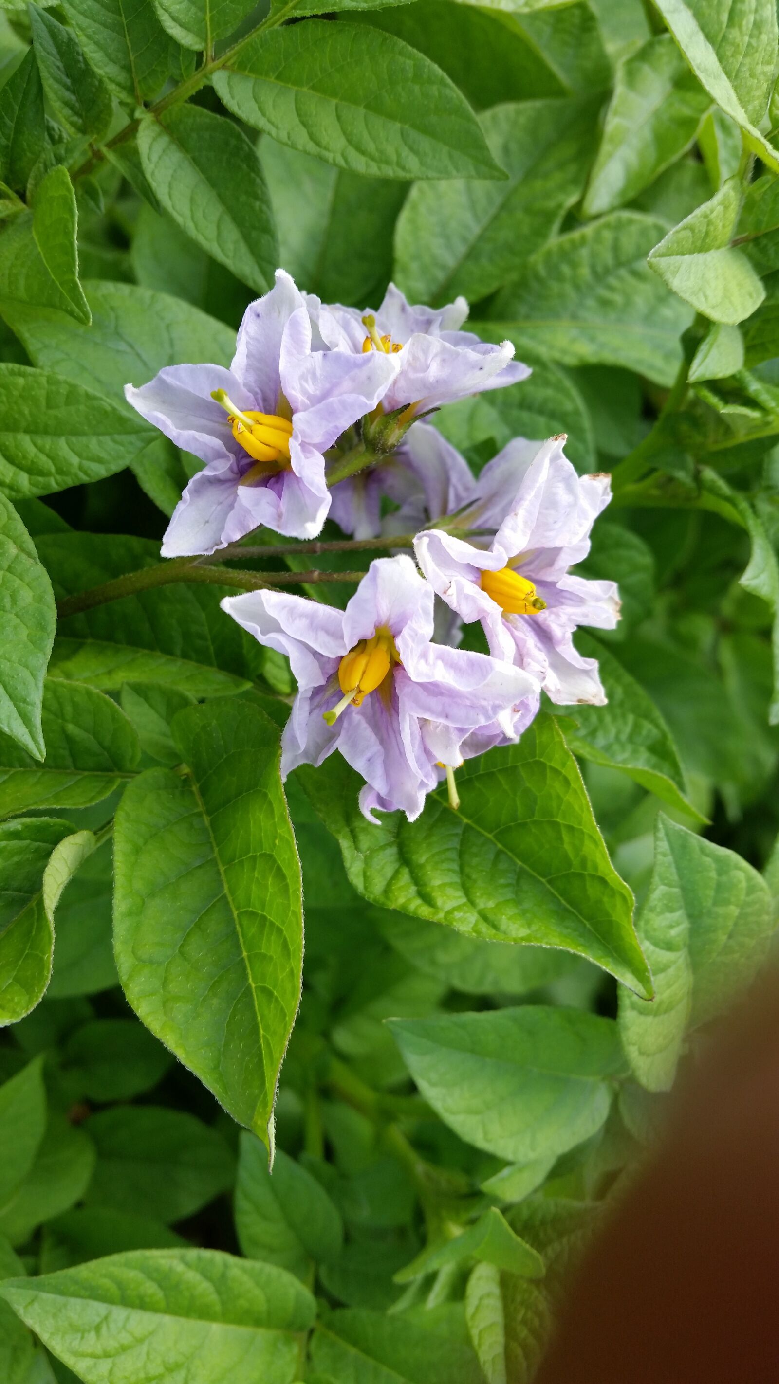 Samsung Galaxy S5 sample photo. Flower, potato, blossom photography