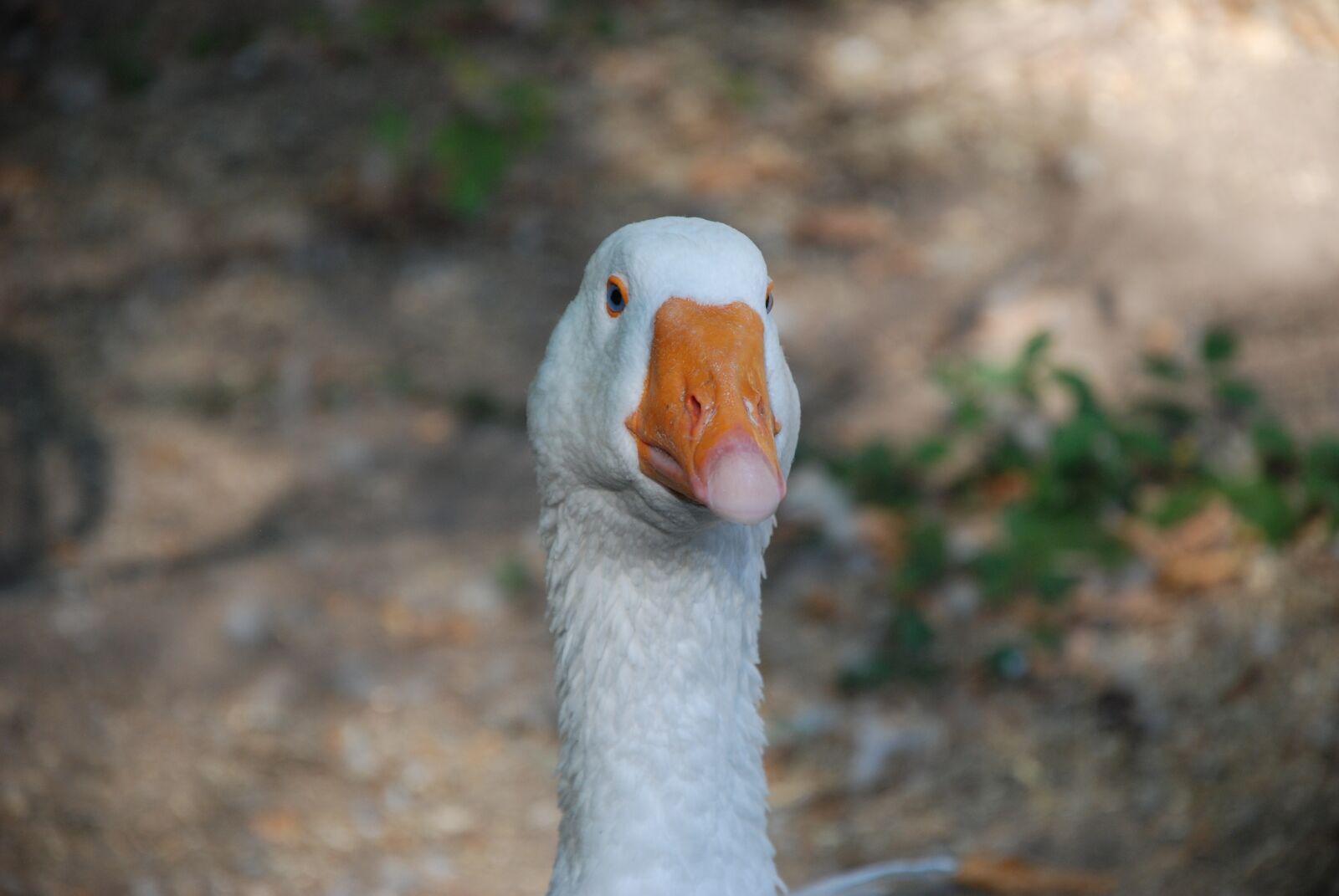 Nikon D80 sample photo. Goose, white, bird photography