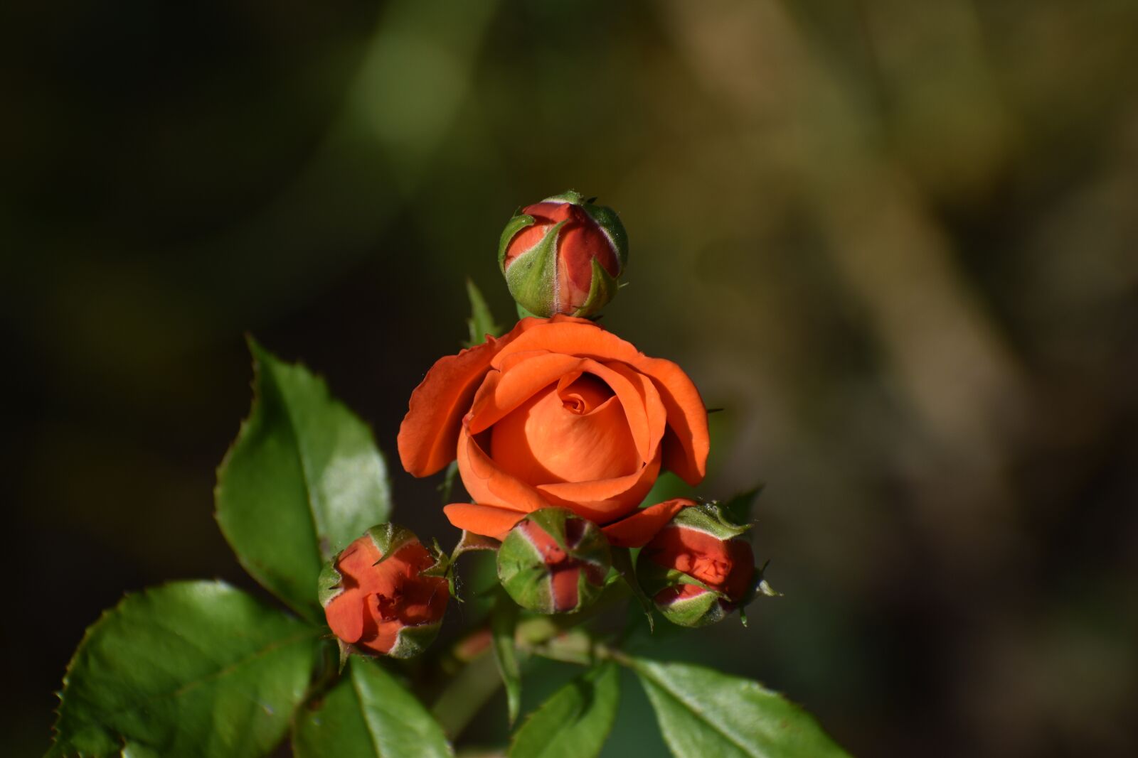 Nikon D3500 sample photo. Flowers, spring, flora photography