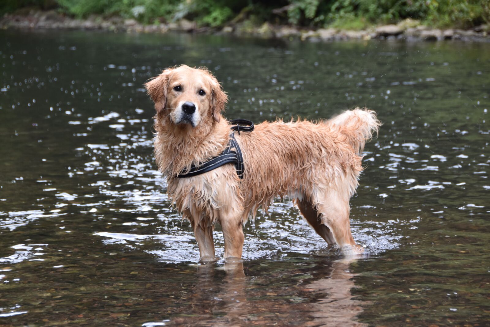 Nikon D5600 sample photo. Dog, golden retriever, retriever photography
