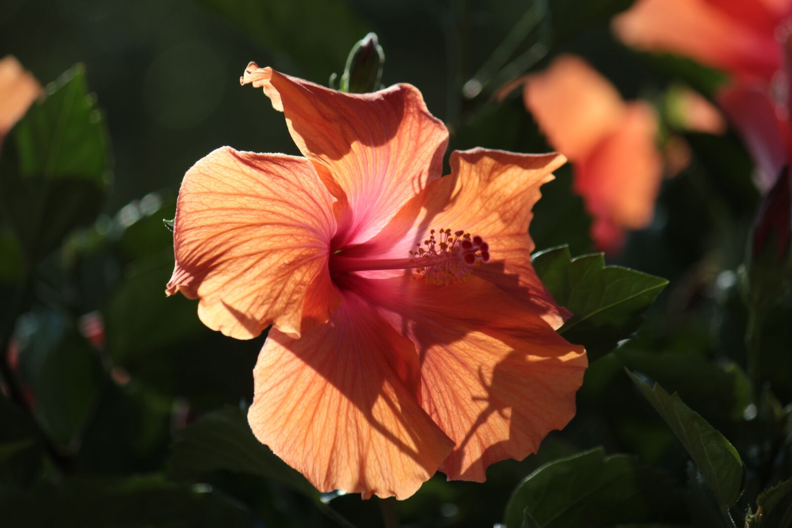 Canon EF-S 55-250mm F4-5.6 IS sample photo. Blossom, bloom, hibiscus photography