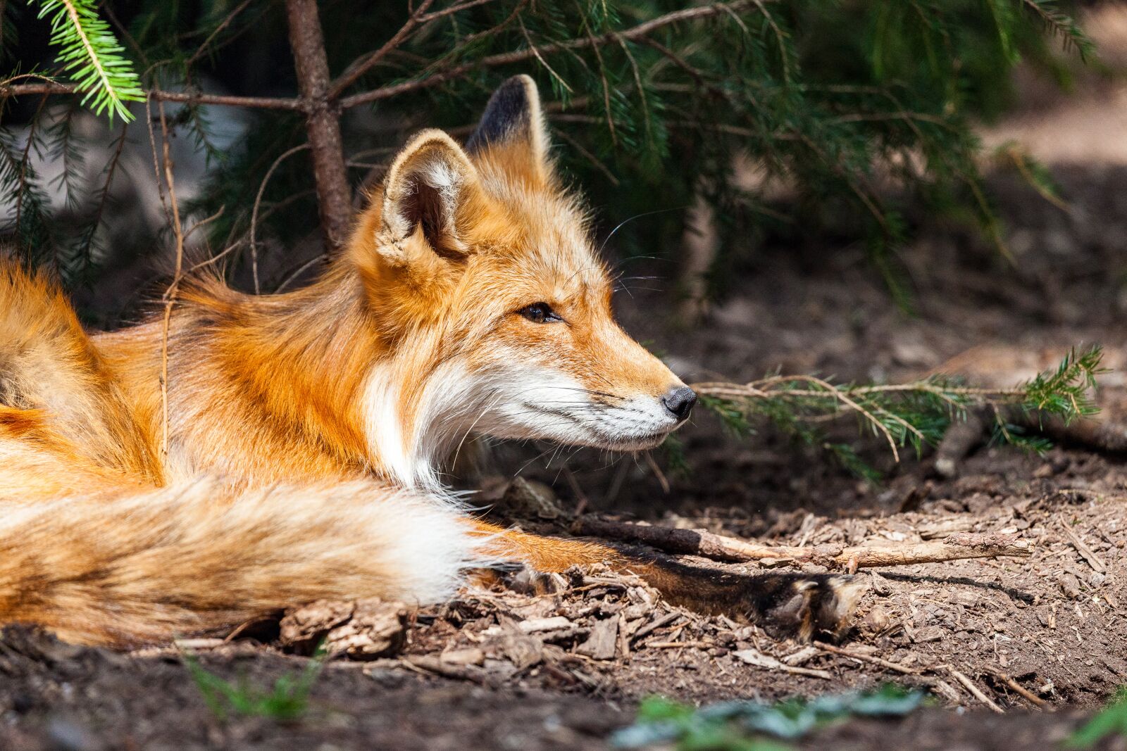 Canon EOS 5D Mark II sample photo. Fuchs, wild, wild animal photography