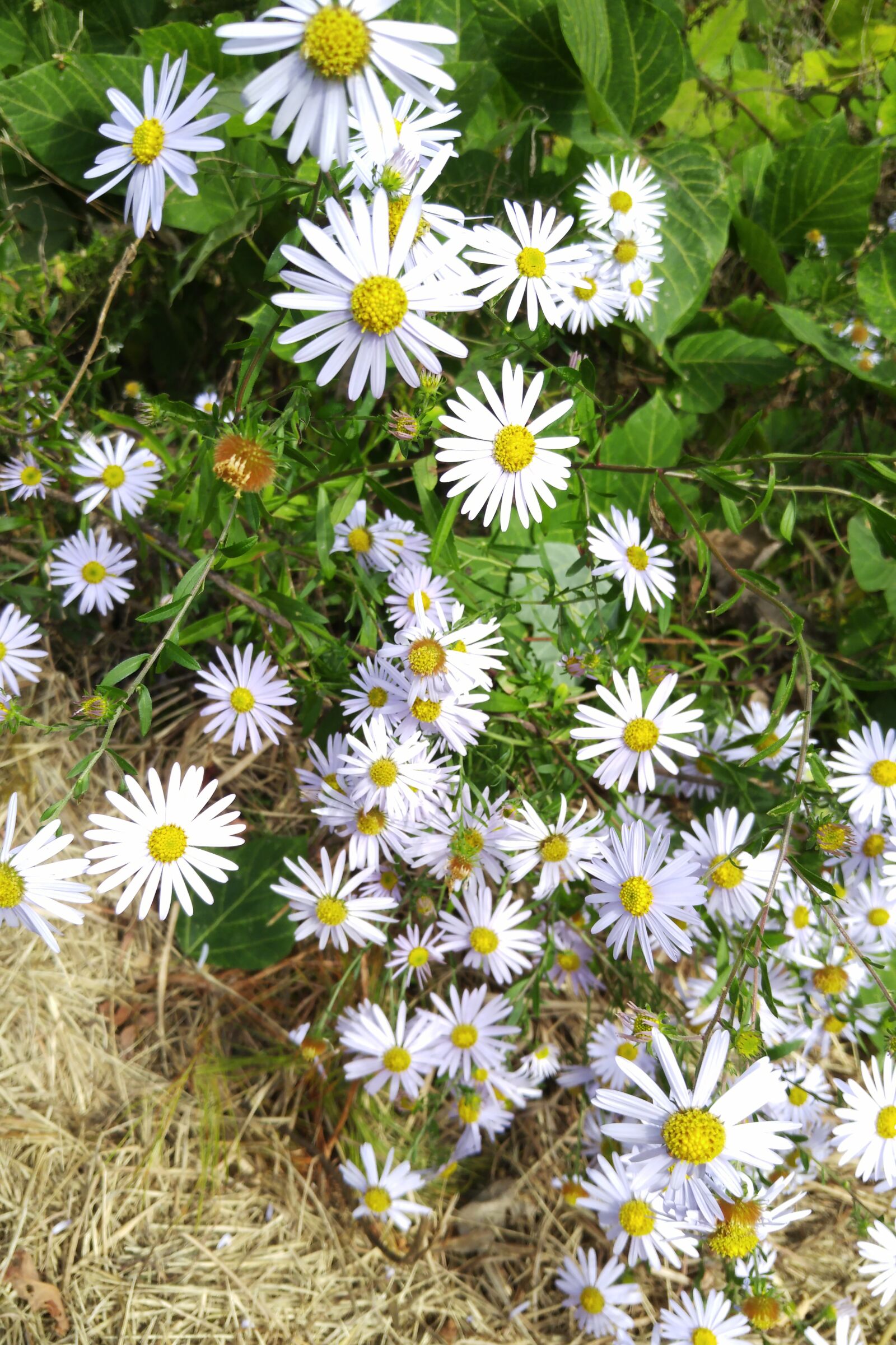 LG G4 sample photo. Wormwood some competition, flowers photography