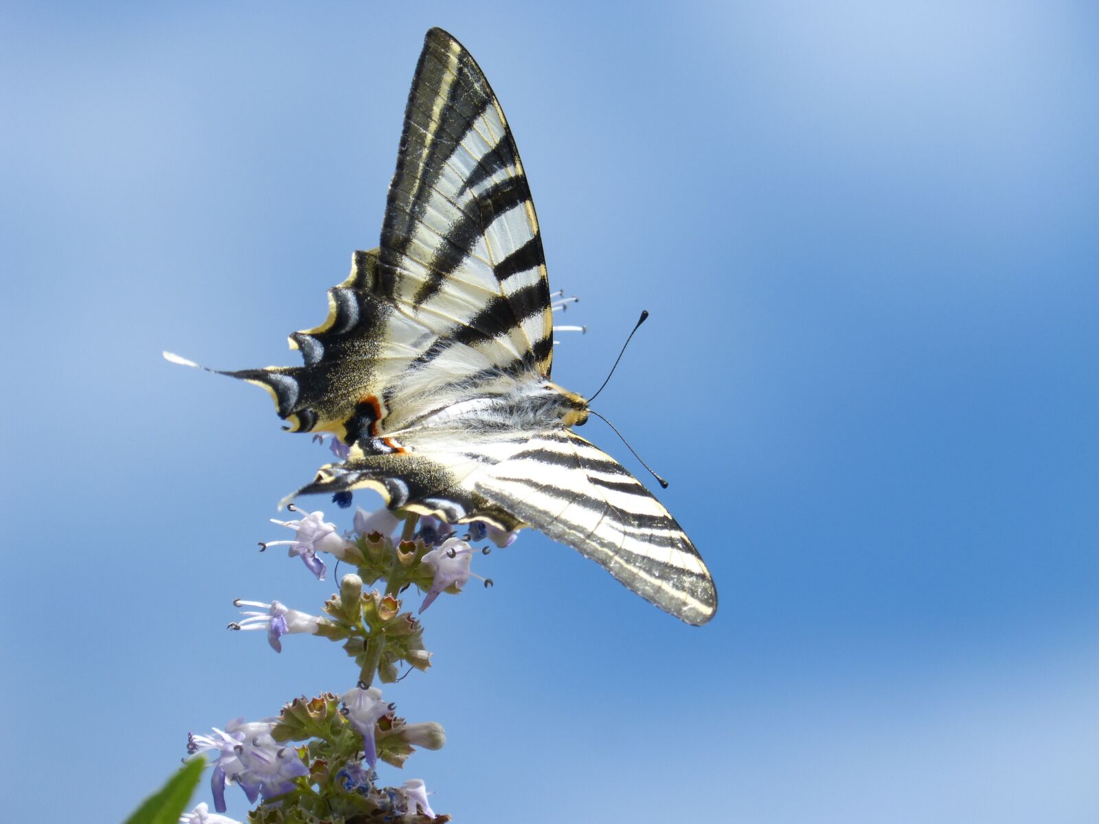 Panasonic DMC-FZ62 sample photo. Papilio machaon, butterfly queen photography