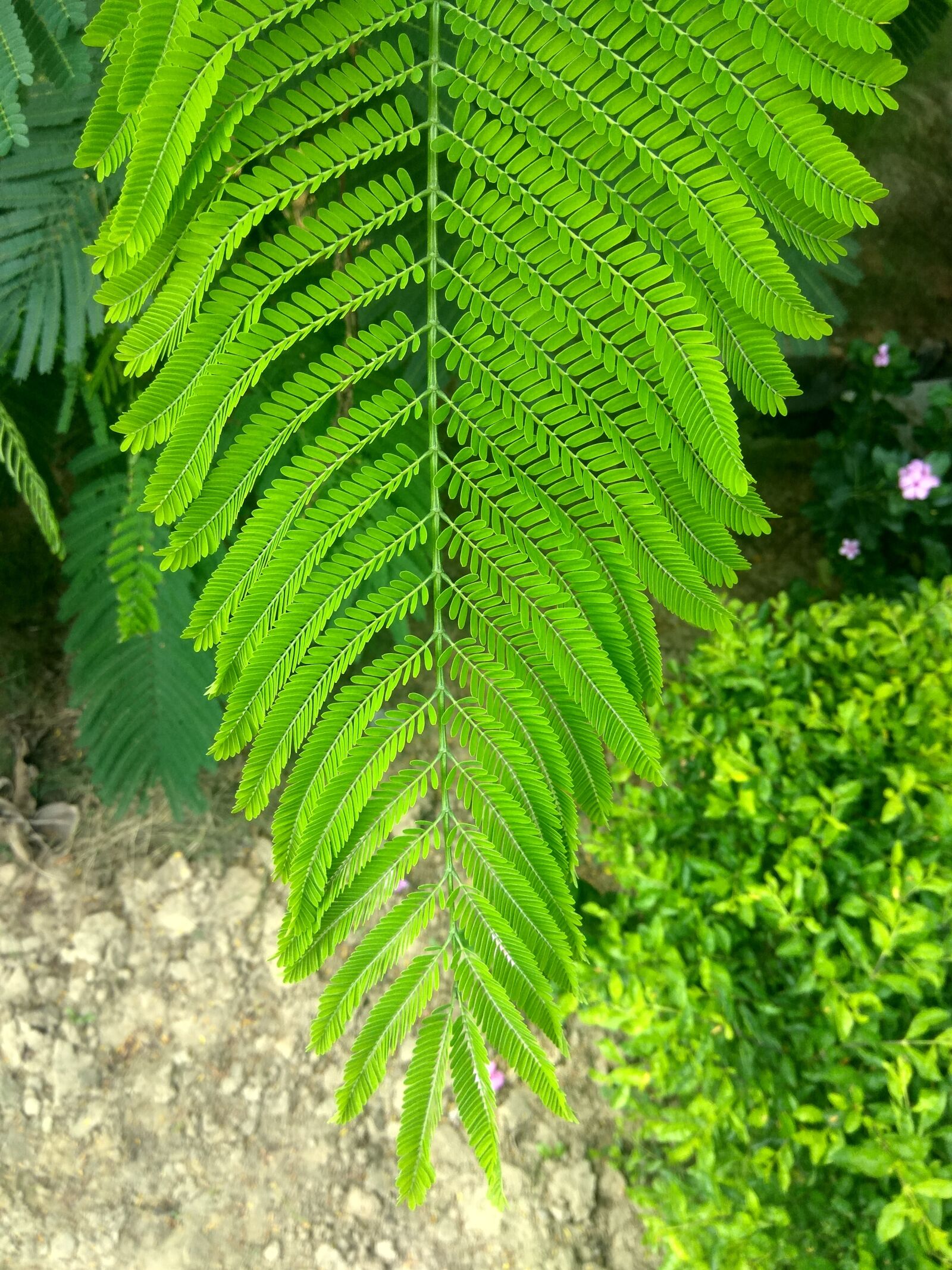 Xiaomi Redmi Note3 sample photo. Stem, leaves, green photography