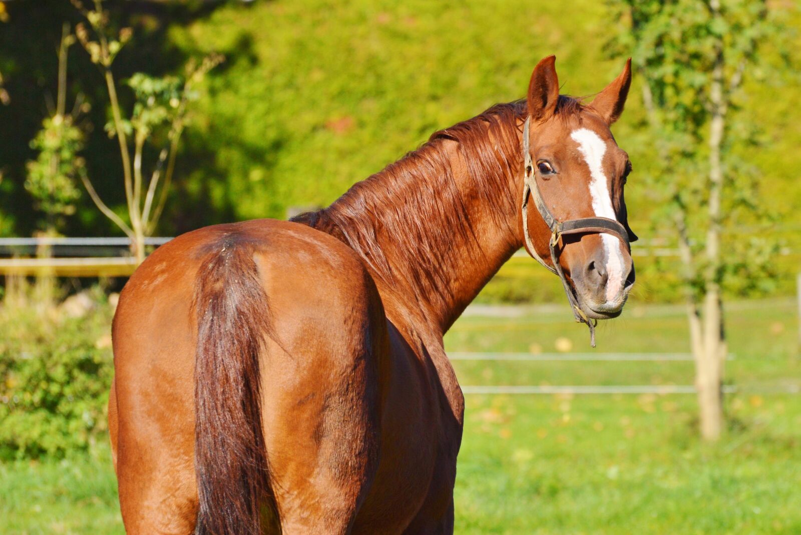 Nikon D3200 sample photo. Horse, ride, reiter photography