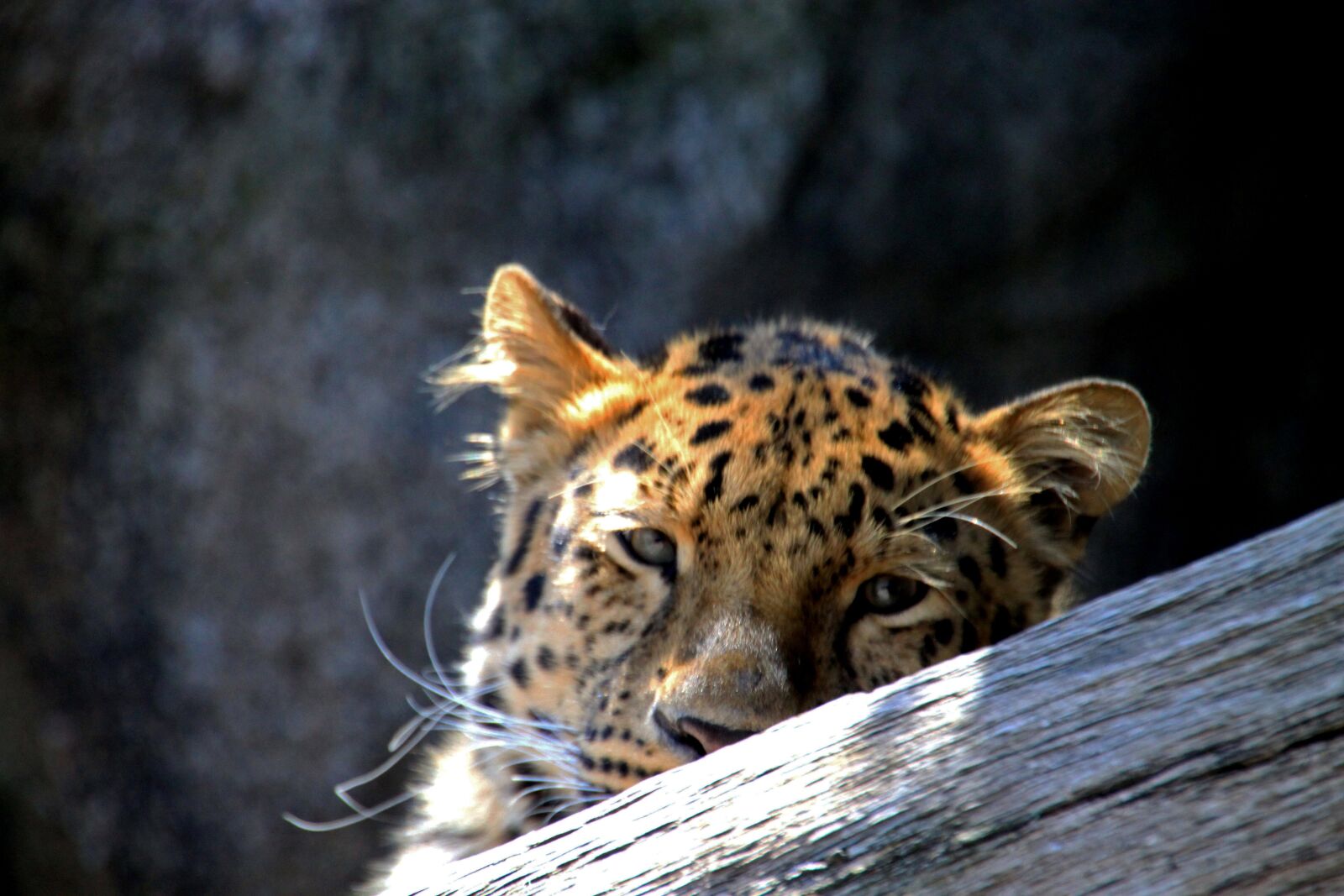 Canon EOS 500D (EOS Rebel T1i / EOS Kiss X3) sample photo. Leopard, cat, animal photography
