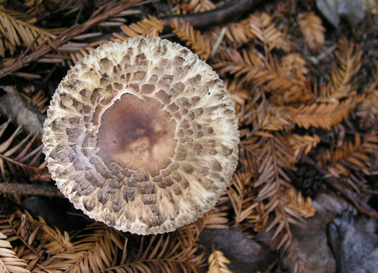 Olympus C5050Z sample photo. Mushroom, fungi, nature photography