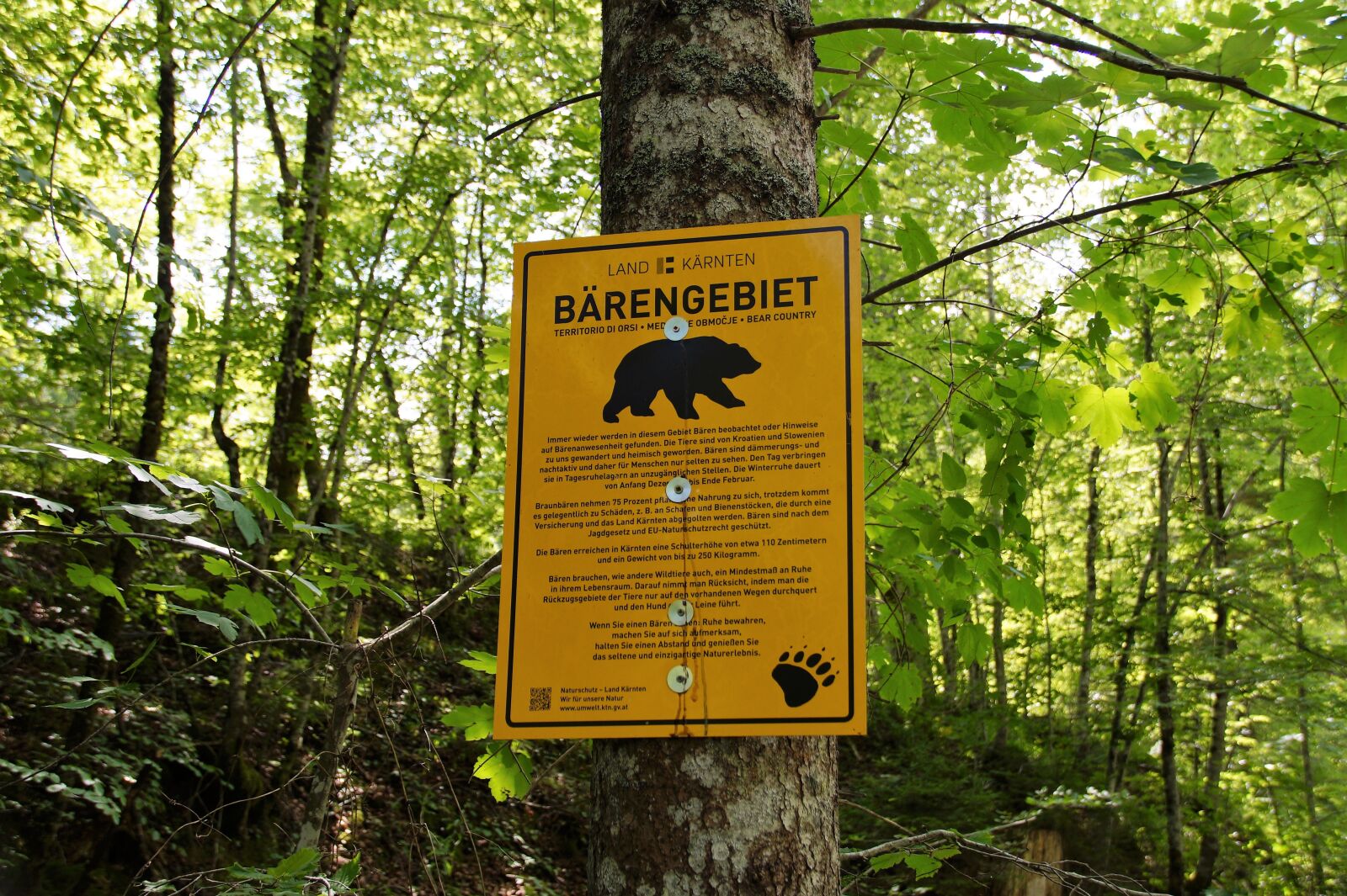Sony SLT-A58 sample photo. Beware of the bear photography