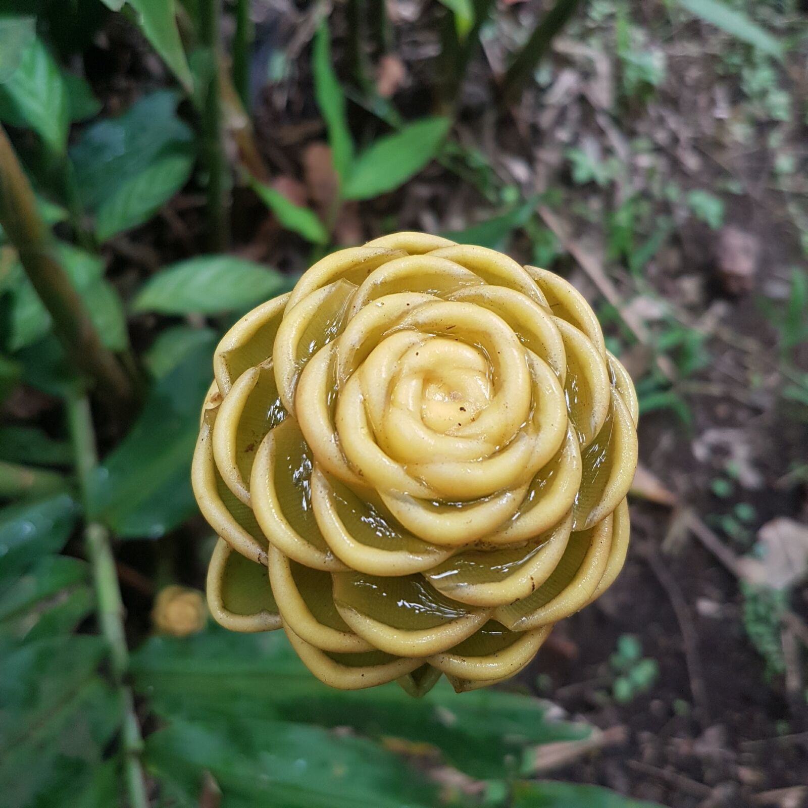 Samsung Galaxy S7 sample photo. Flowers, nature, garden photography