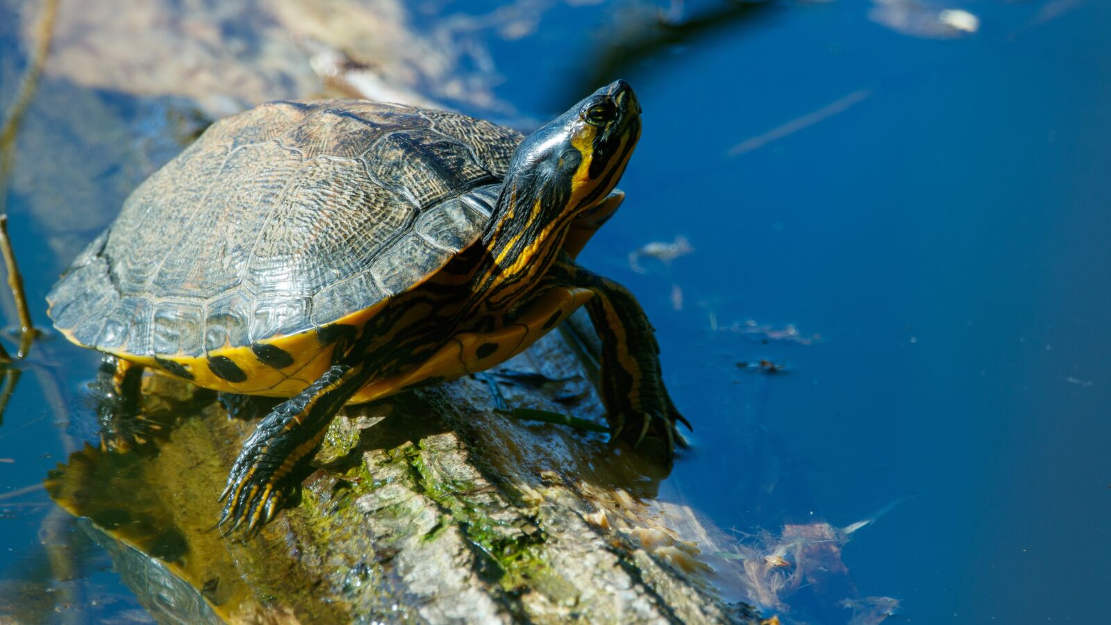 Canon EOS 80D sample photo. Yellow cheek turtle, lake photography