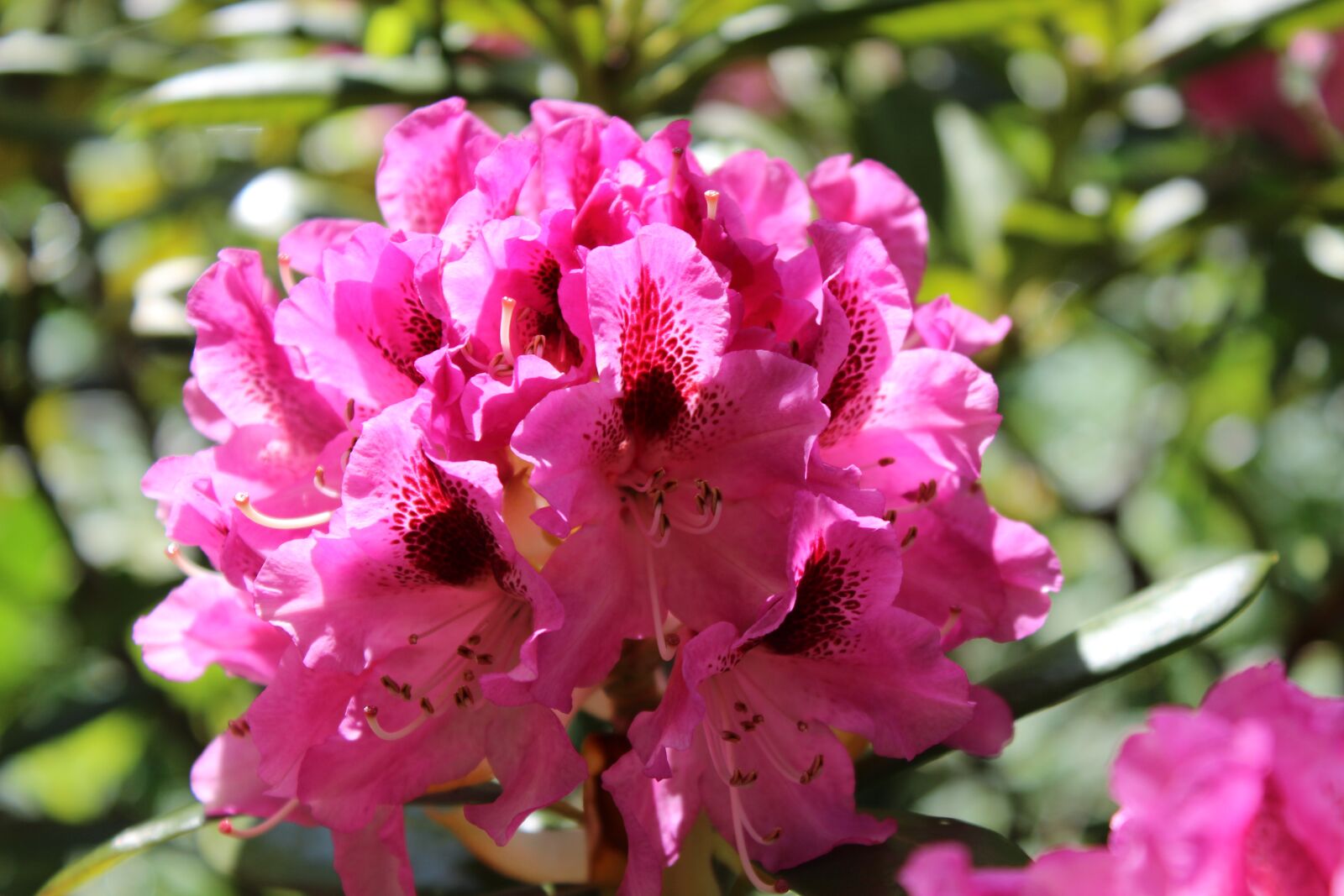 Canon EOS 600D (Rebel EOS T3i / EOS Kiss X5) sample photo. Rhododendron, blossom, bloom photography
