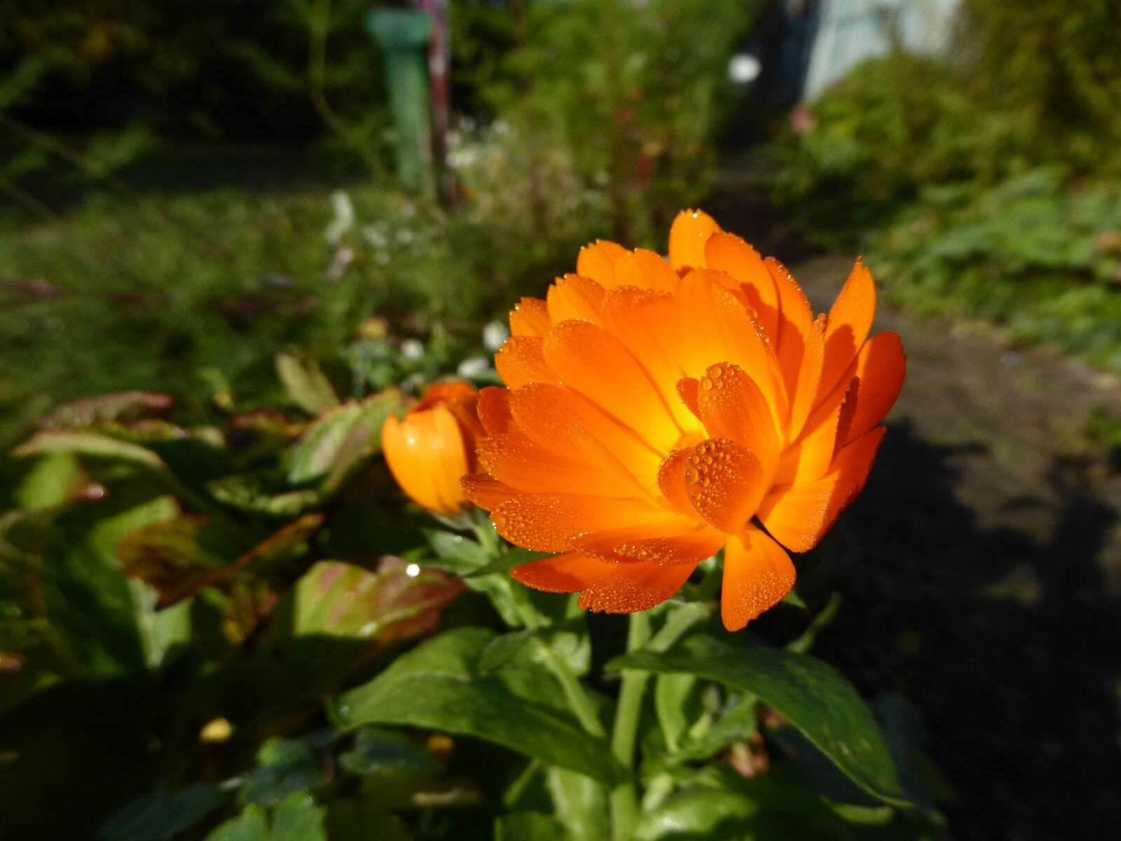 Panasonic DMC-TZ61 sample photo. Flower, orange, blossom photography