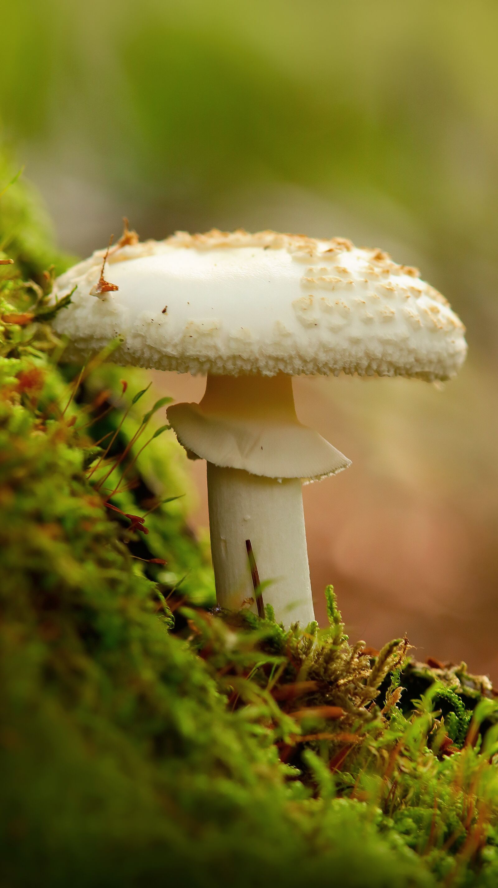 Canon EOS M50 (EOS Kiss M) sample photo. Nature, mushroom, toadstool photography
