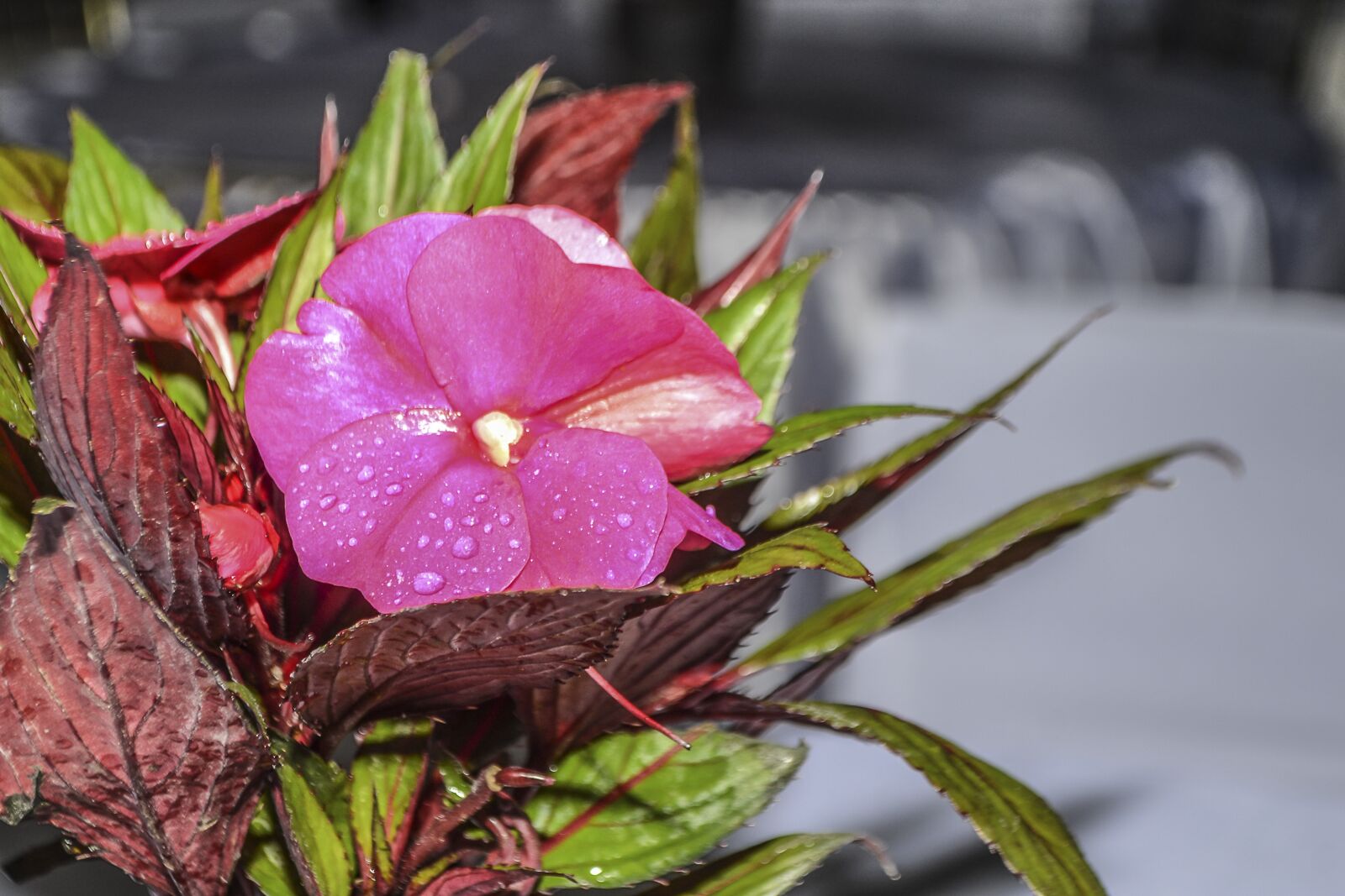 Nikon D3100 sample photo. Nature, flower, plant photography
