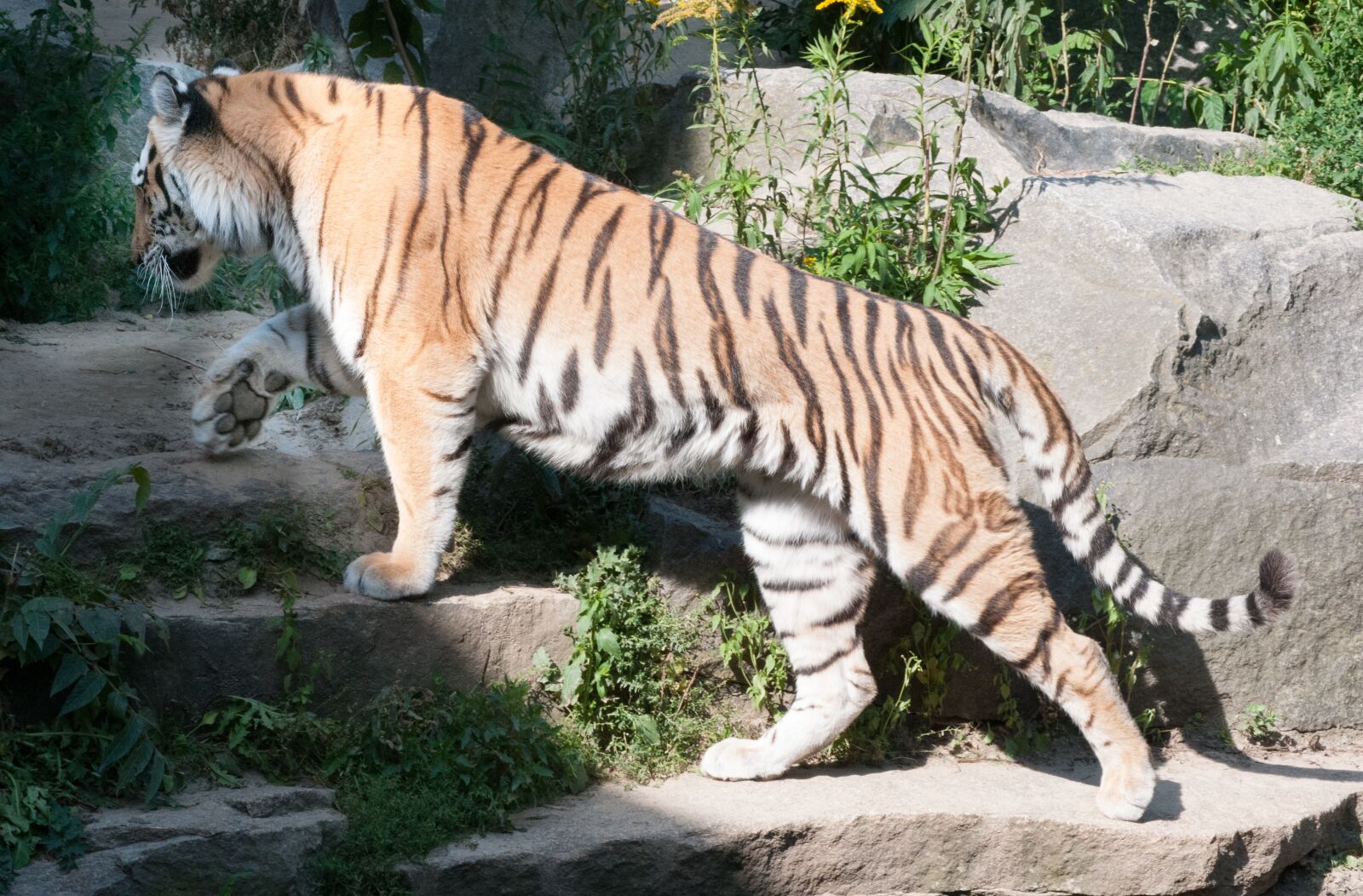 Nikon D300S sample photo. Tiger, animal, wild photography