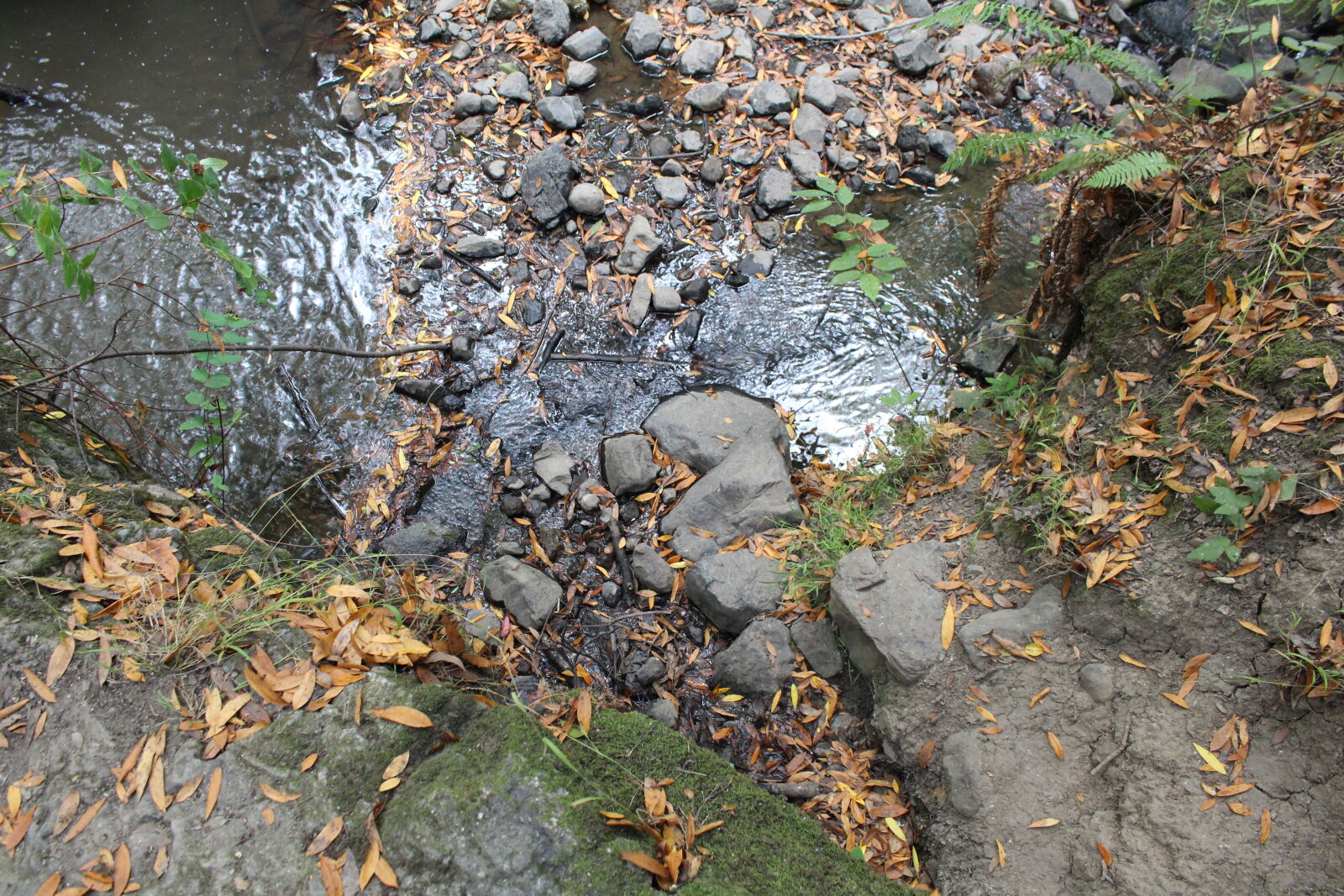 Canon EOS 700D (EOS Rebel T5i / EOS Kiss X7i) sample photo. Nature, pond photography
