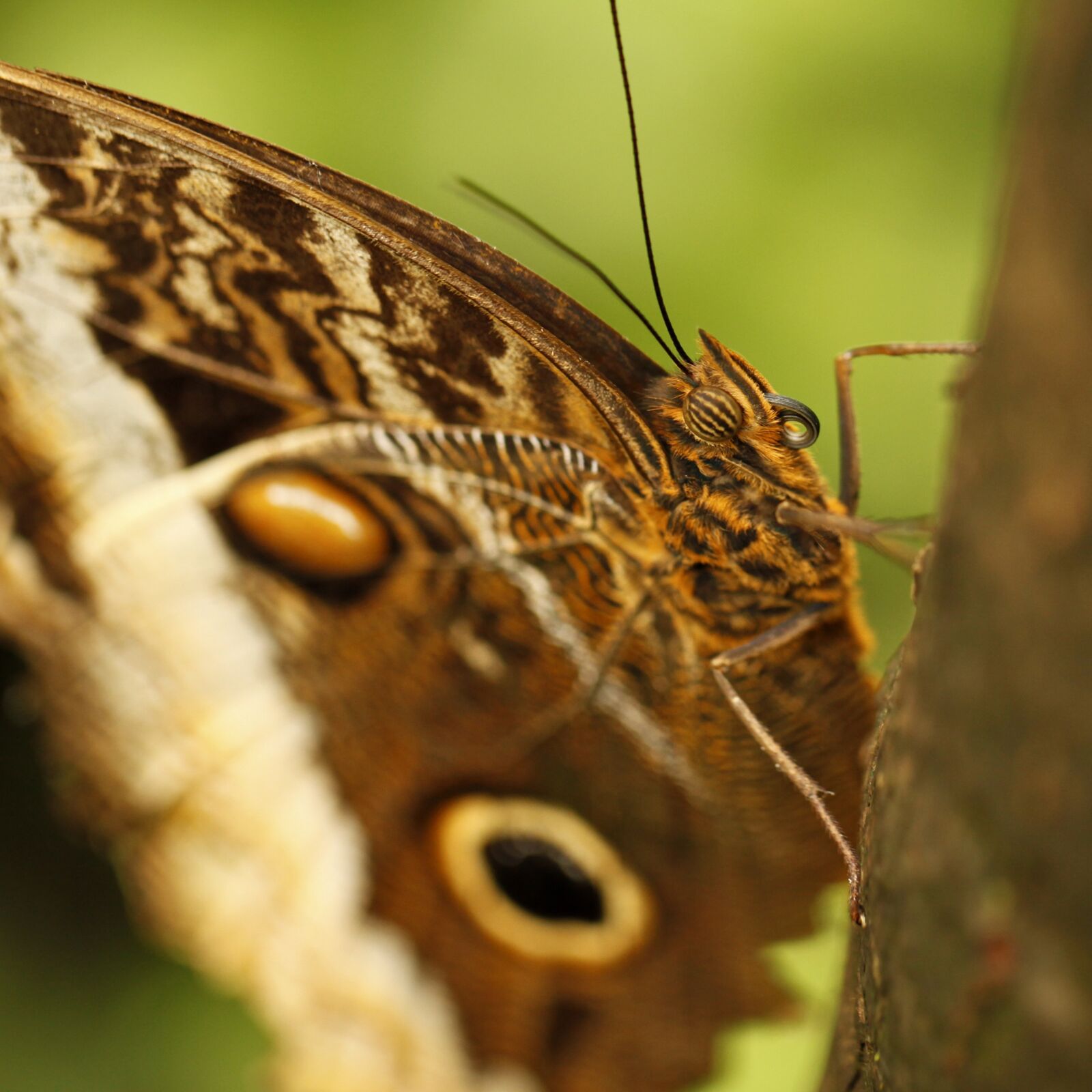 Canon EOS 5D Mark II sample photo. Butterfly, insects, butterflies photography