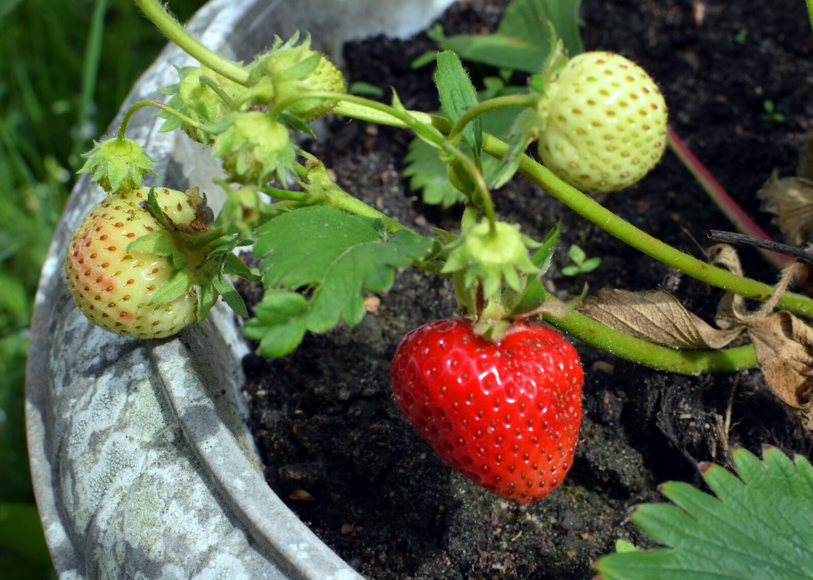 Nikon D5300 sample photo. Strawberries, midsummer, jordgubbsplanta photography