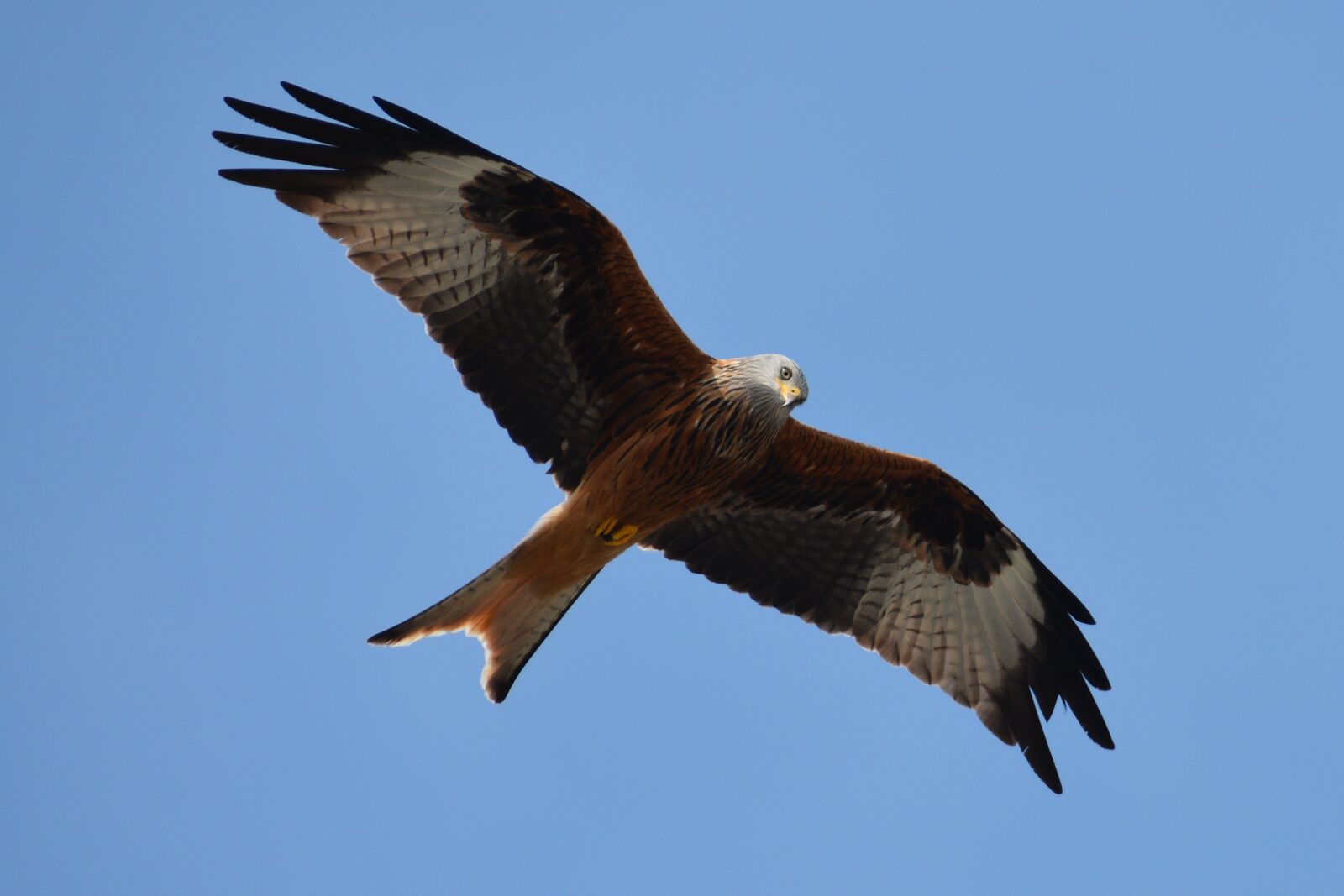 Nikon D7100 sample photo. Animal, bird, raptor photography