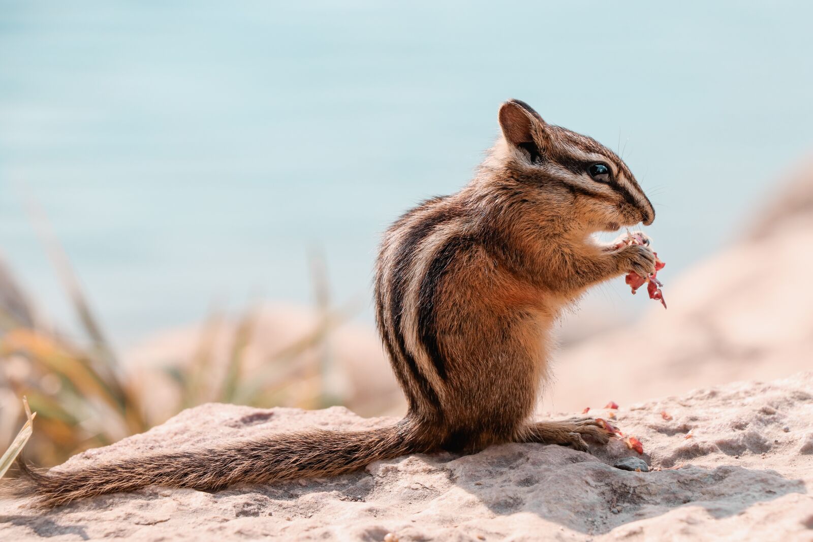 Canon EOS 77D (EOS 9000D / EOS 770D) sample photo. Chipmunk, animal, nager photography