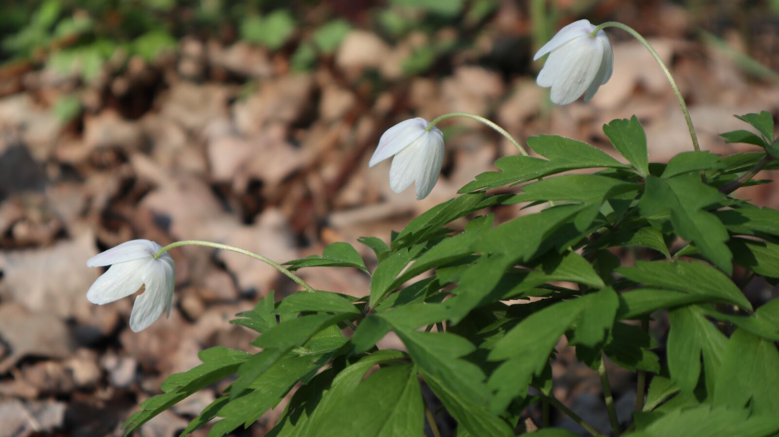 Canon EOS M100 sample photo. Anemones, flowers, wild photography