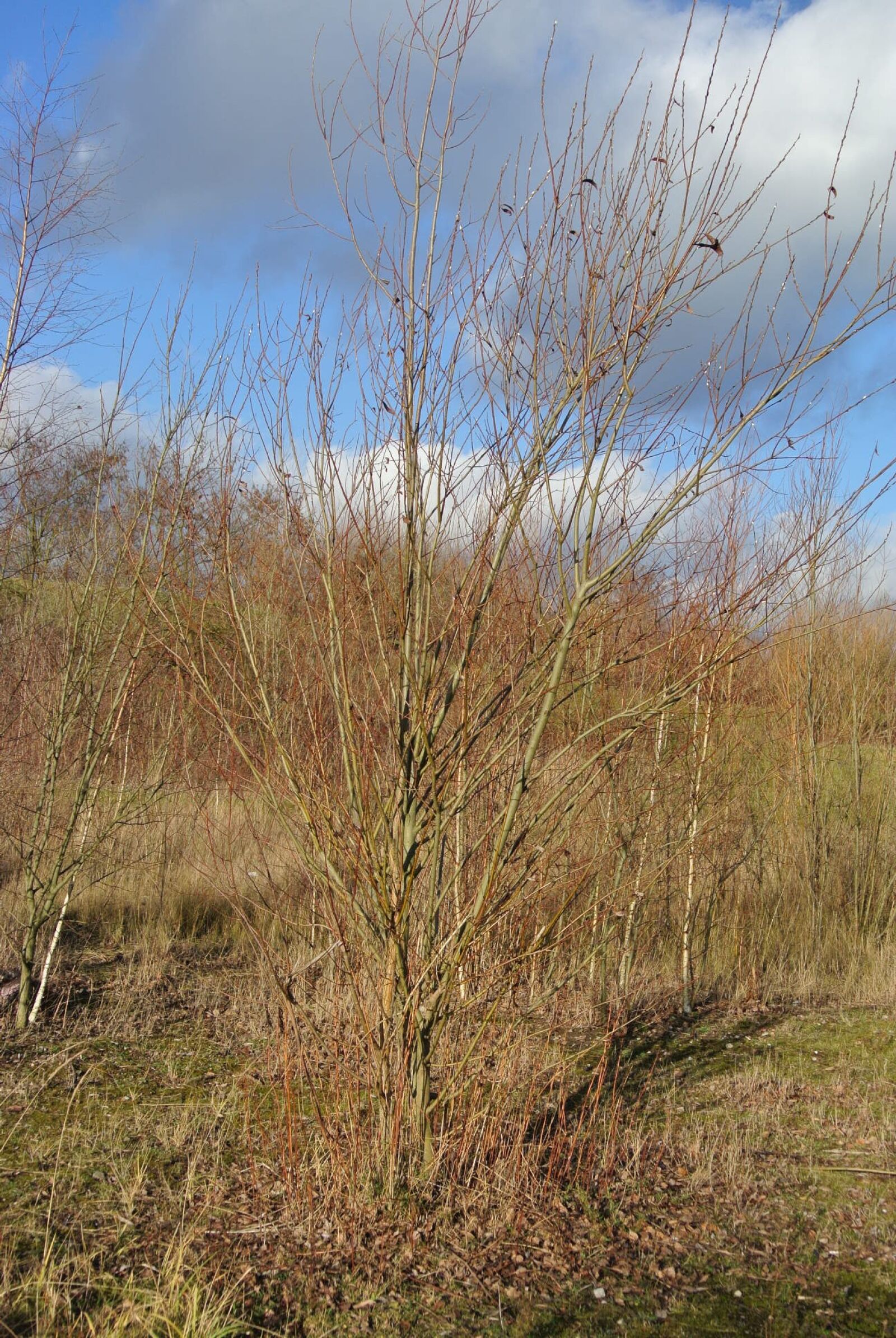 Nikon 1 J1 sample photo. Tree, nature, landscape photography