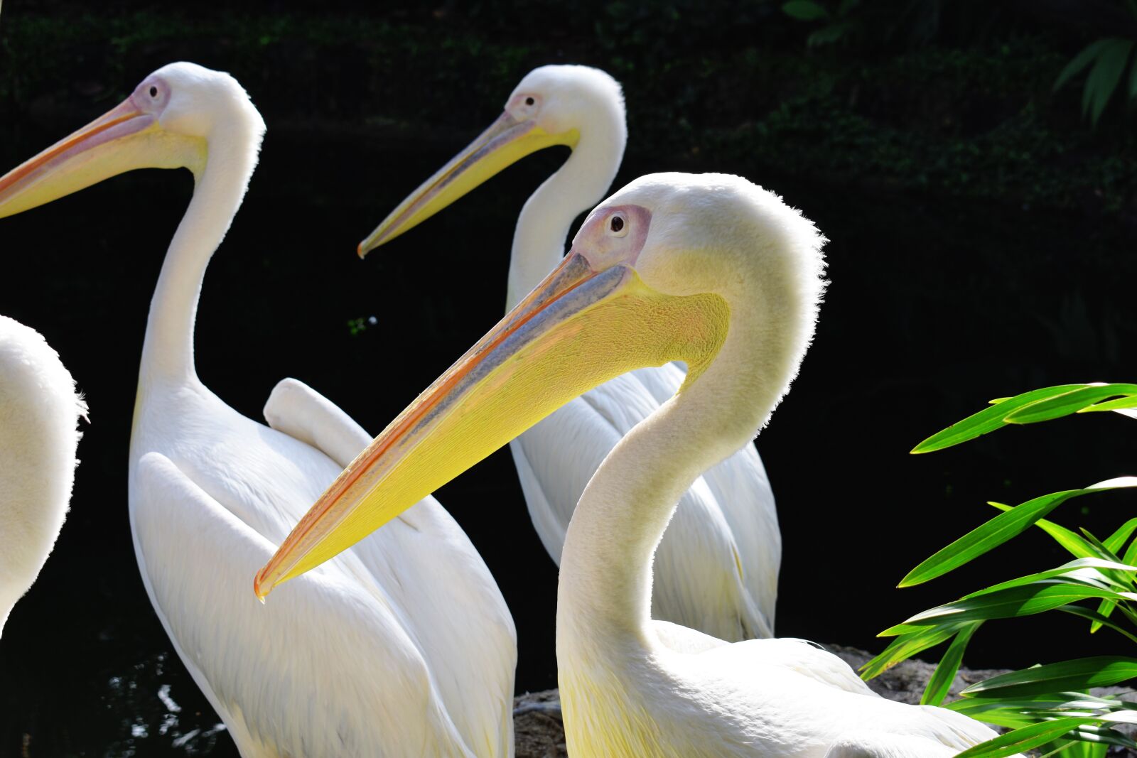 Nikon D3400 sample photo. Pelican, bird, nature photography