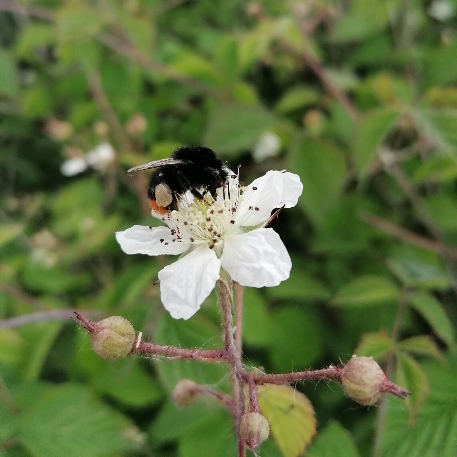 HUAWEI P30 LITE sample photo. Hummel, bee, pollen photography