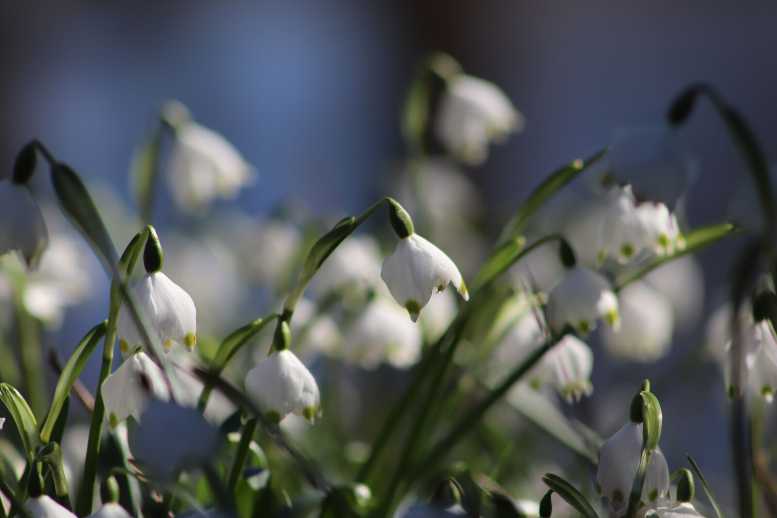 Canon EOS 800D (EOS Rebel T7i / EOS Kiss X9i) sample photo. Snowflake, signs of spring photography