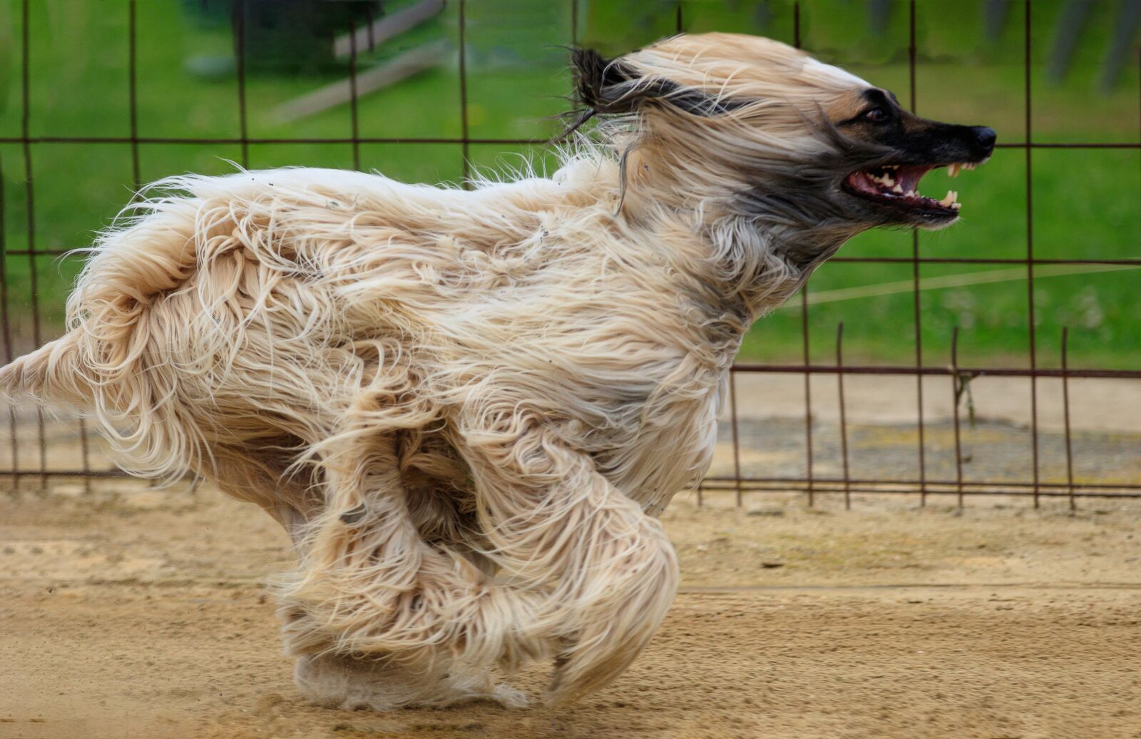 Canon EOS 80D sample photo. Dog, greyhound, afgane photography
