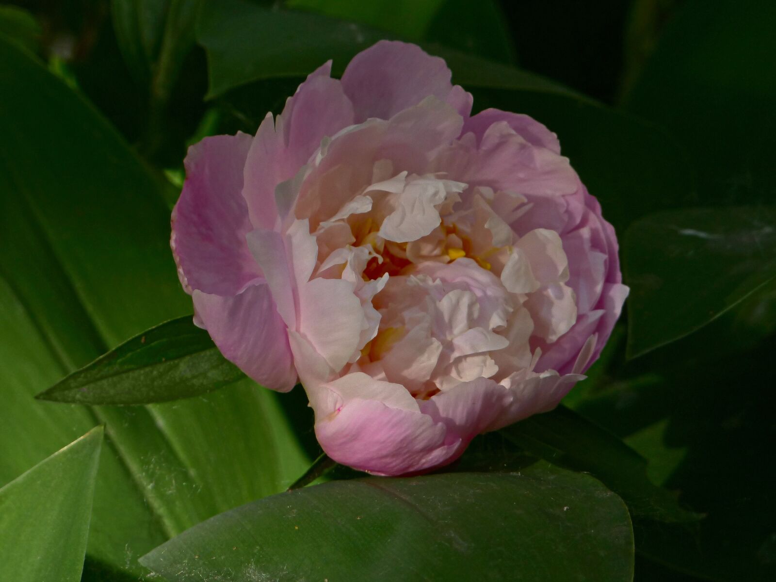 Panasonic Lumix DMC-FZ200 sample photo. Peony, flower, bloom photography