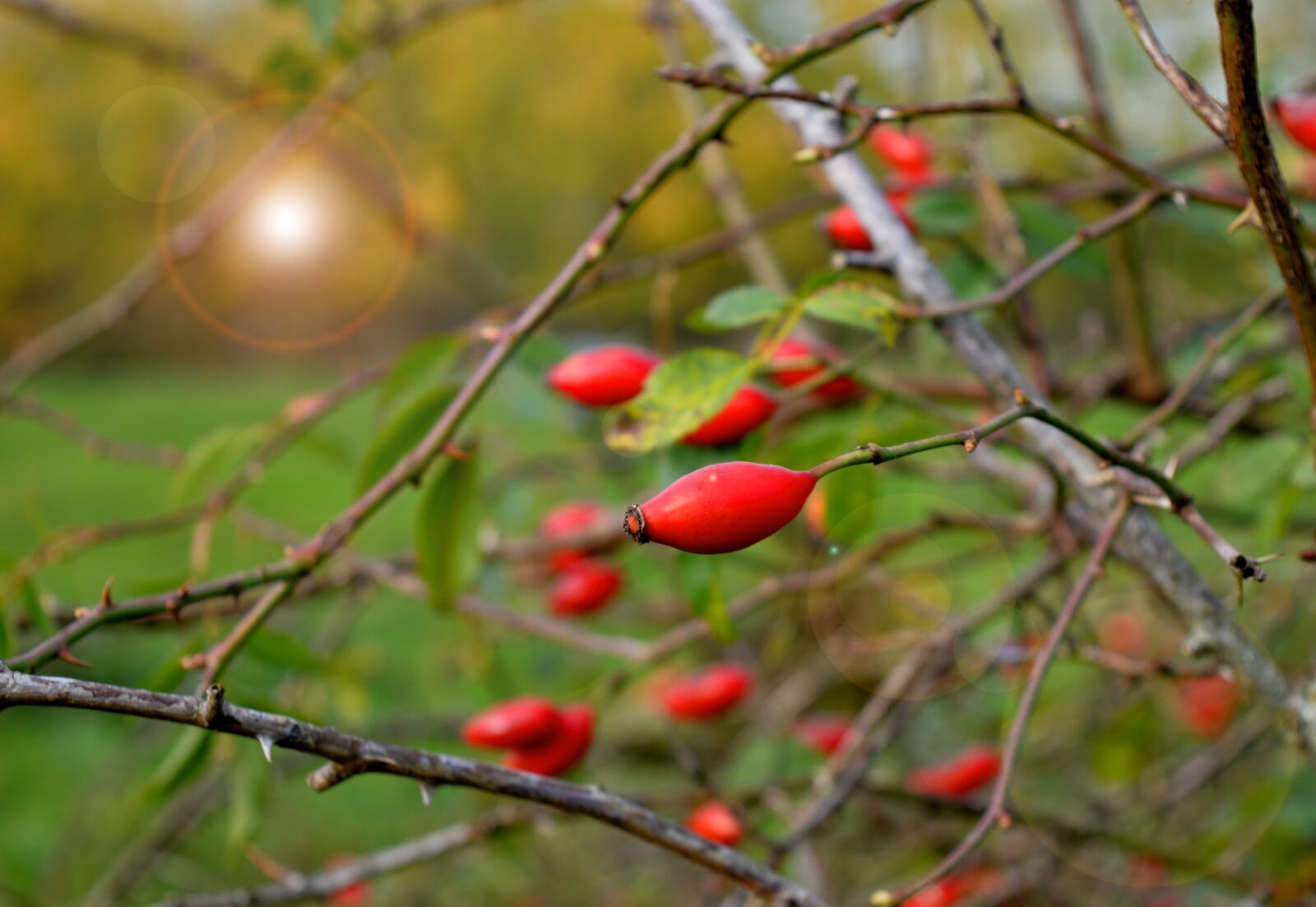 Nikon D3200 sample photo. Bush, branches, wild rose photography