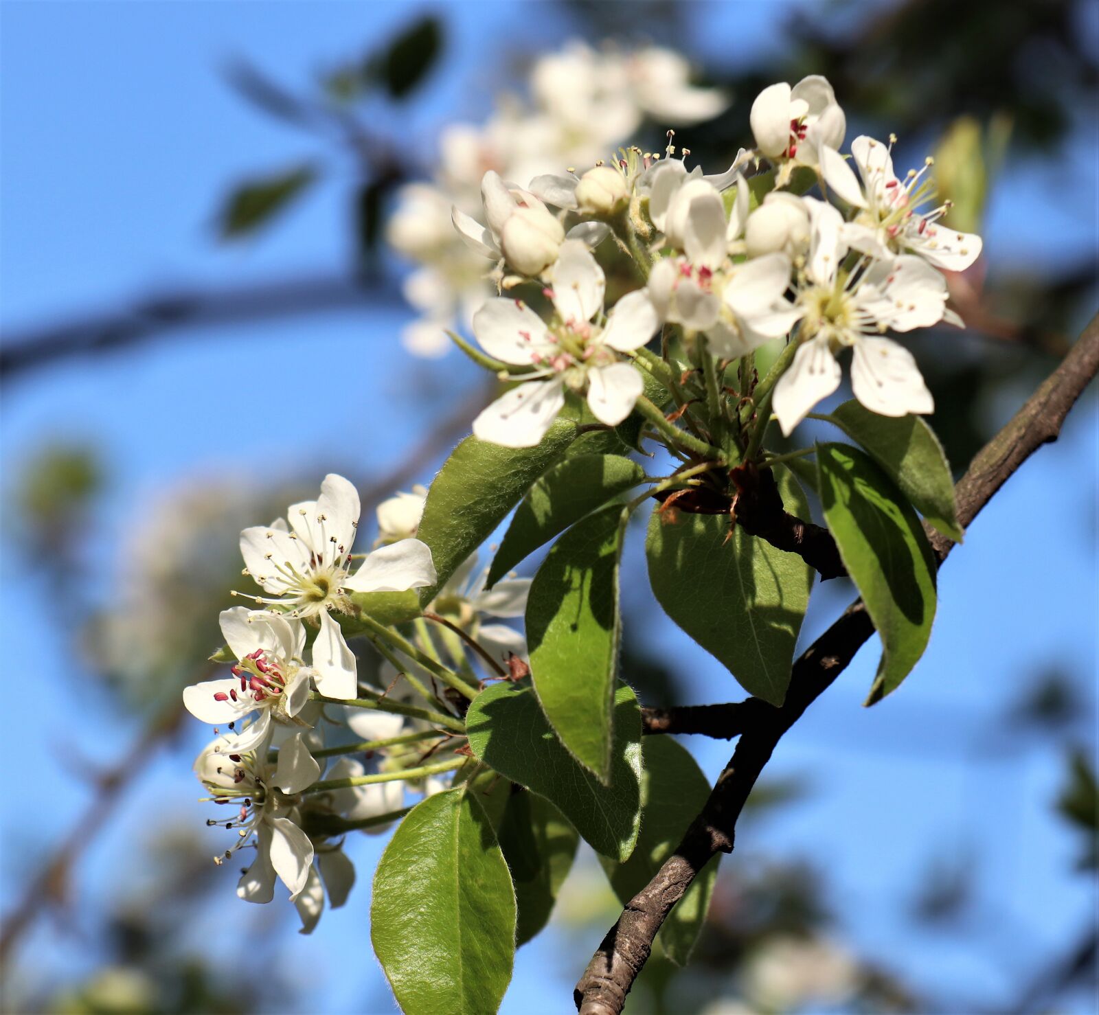 Canon EOS M6 sample photo. April, flowering, sprig photography