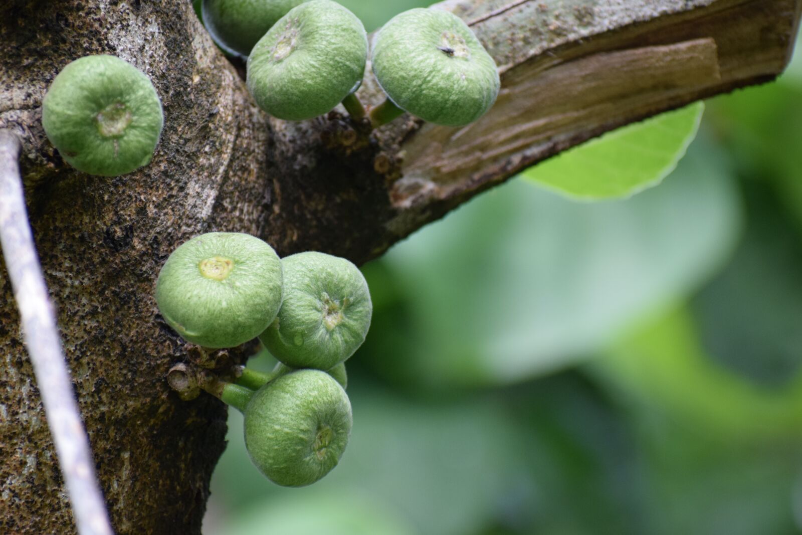 Nikon D3300 sample photo. Tree, fruits, wild photography