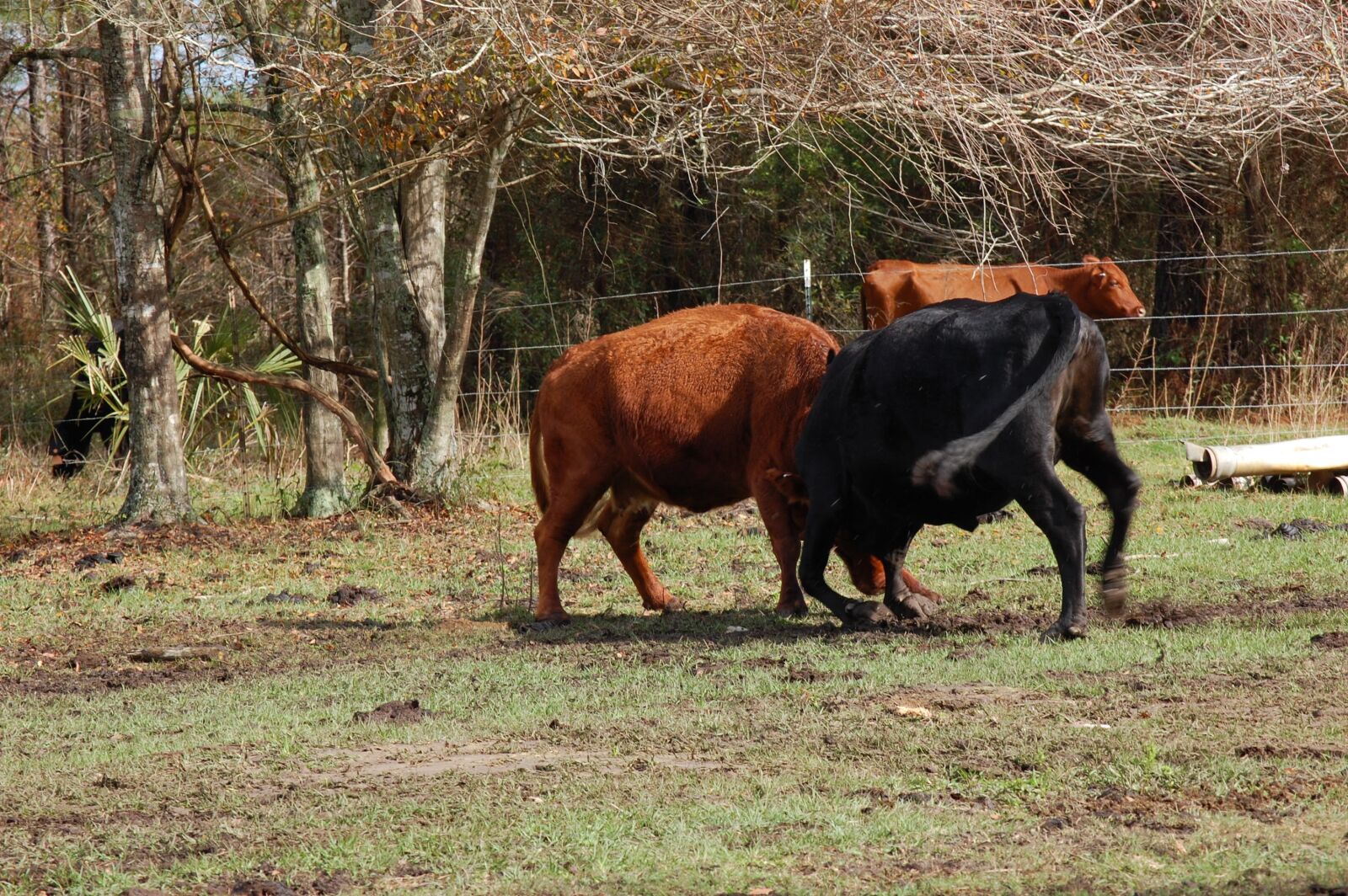 Nikon D40 sample photo. Cow, animal, mammal photography