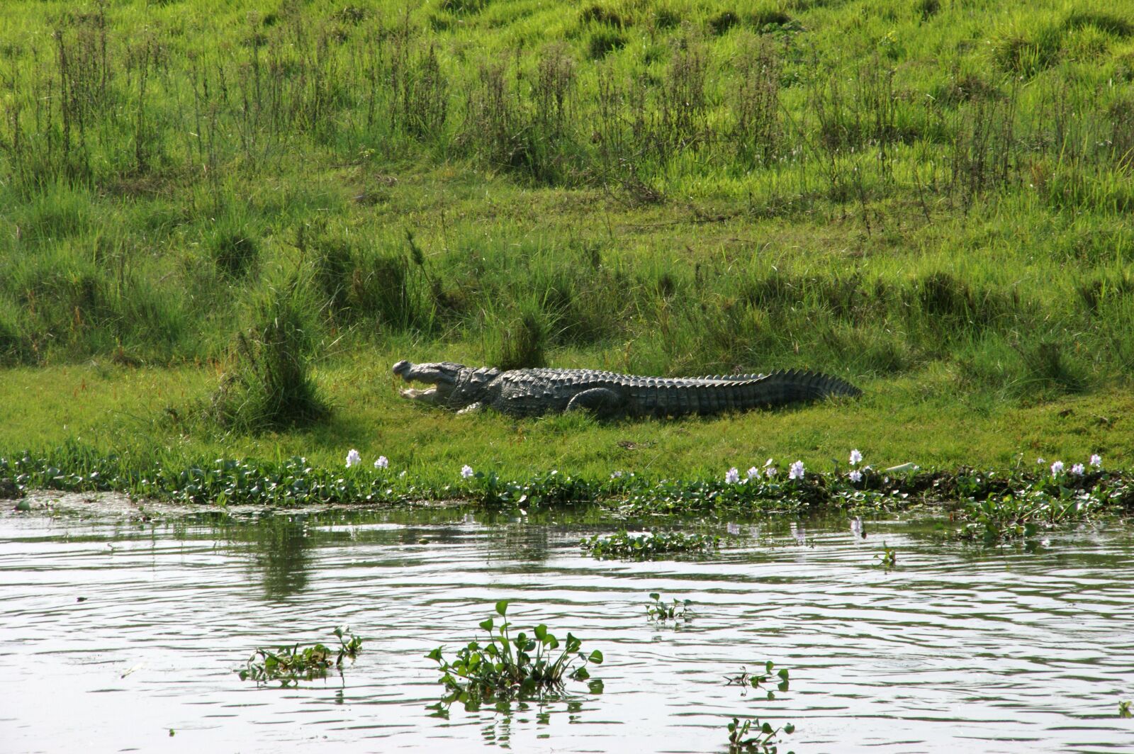Sony Alpha DSLR-A350 sample photo. Crocodile, nepal, chitwan photography