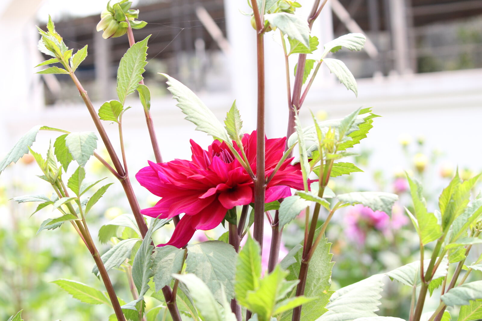 Canon EF-S 55-250mm F4-5.6 IS II sample photo